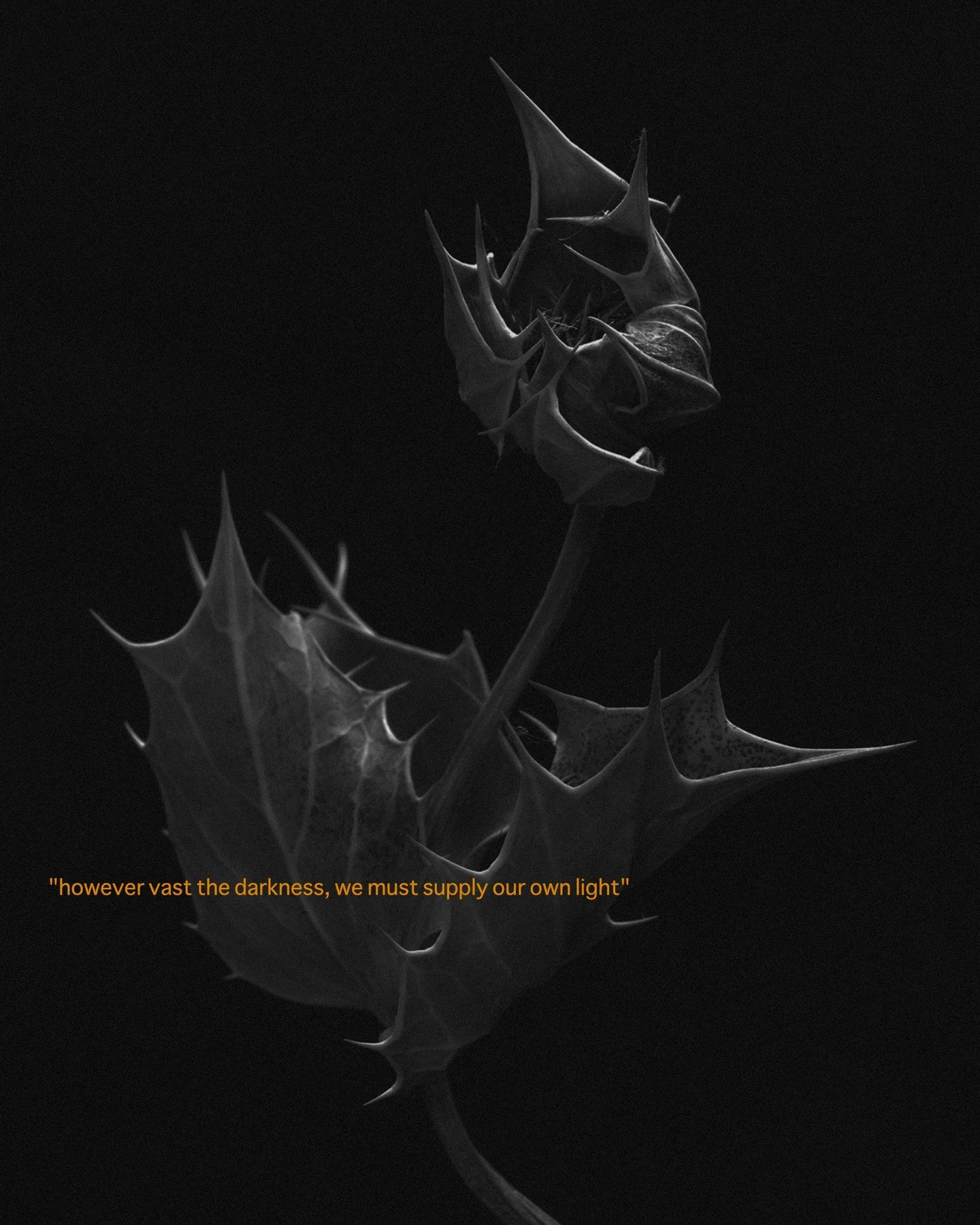 Part of my work with Hybridone.
#hybridone #stilllifephotography #artphoto #eryngium #eryngiummaritimum