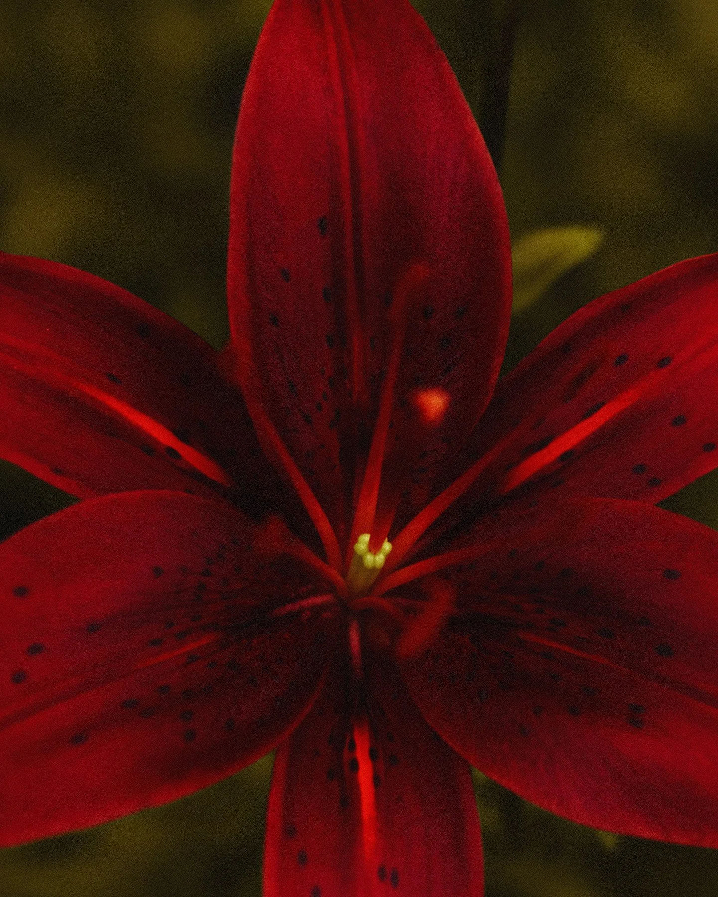 #contemporaryphotography #artofvisuals #creativephotography #visualstorytelling #moodygrams #creativecommunity #lensculture #europeanphotography #discoverportrait #ivarsavin