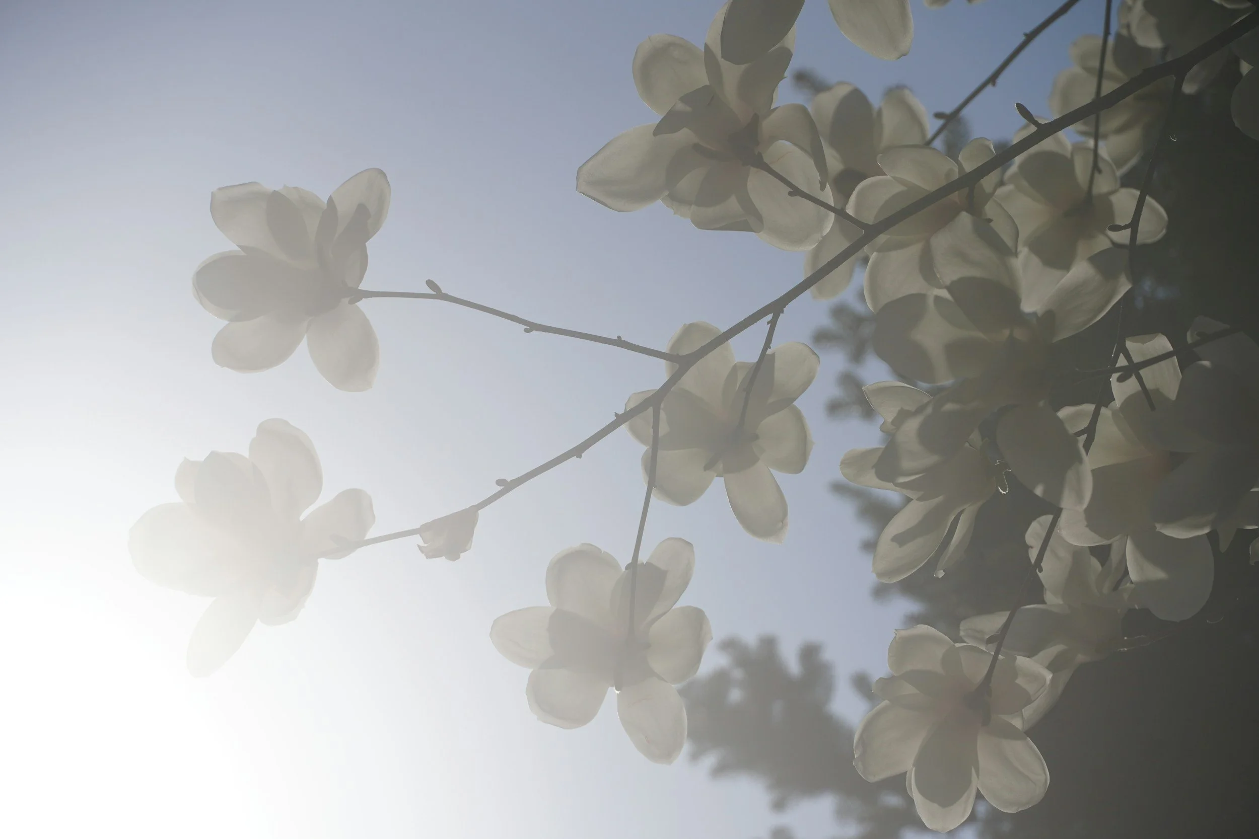 White blossoms reaching toward the sunlight, symbolizing self-awareness, emotional resilience, nervous system regulation, and personal transformation.