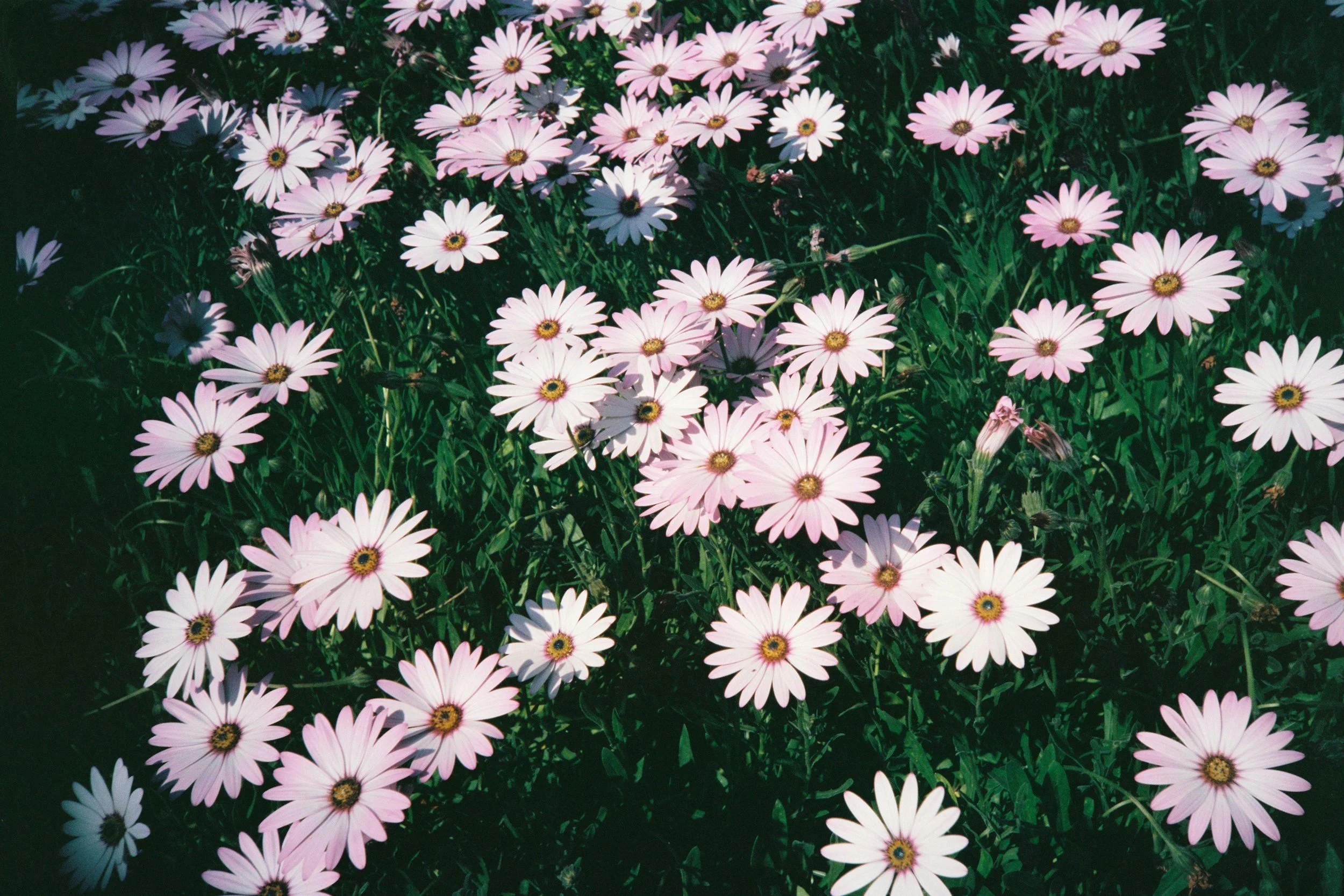 Field of blooming pink flowers representing anxiety recovery, emotional healing, self-awareness, nervous system regulation, reduced stress, resilience, and personal transformation.