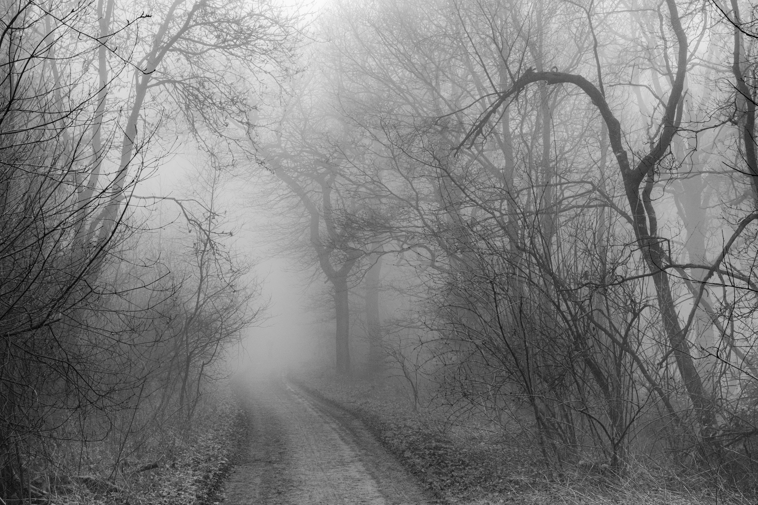Foggy woodland path representing self-criticism, self-doubt, perfectionism, emotional overwhelm, and the journey toward self-trust through somatic coaching.