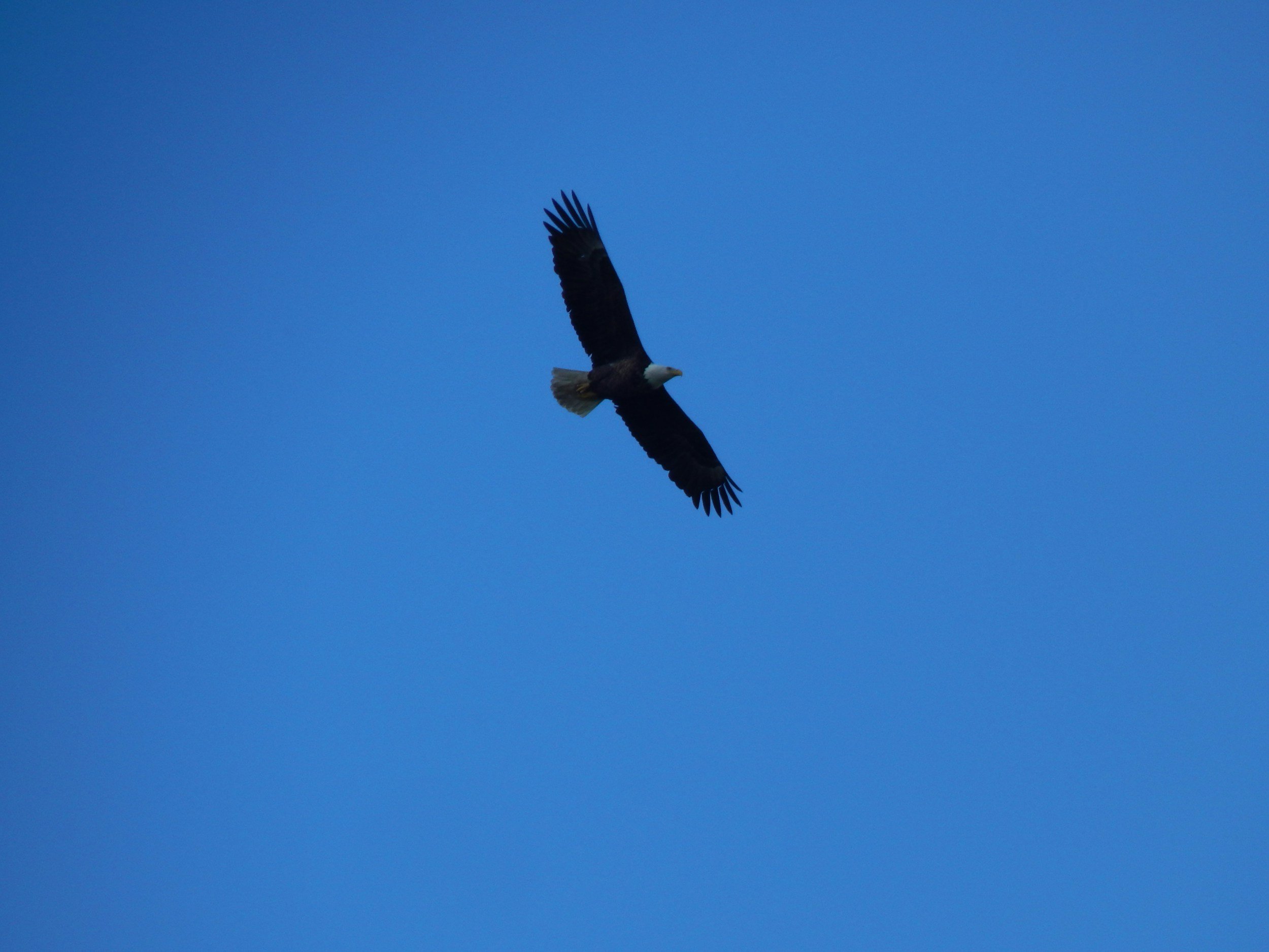 Raven flying across an open sky symbolizing perspective beyond self-criticism, freedom from negative self-talk, self-trust, emotional resilience, and personal growth through somatic coaching.