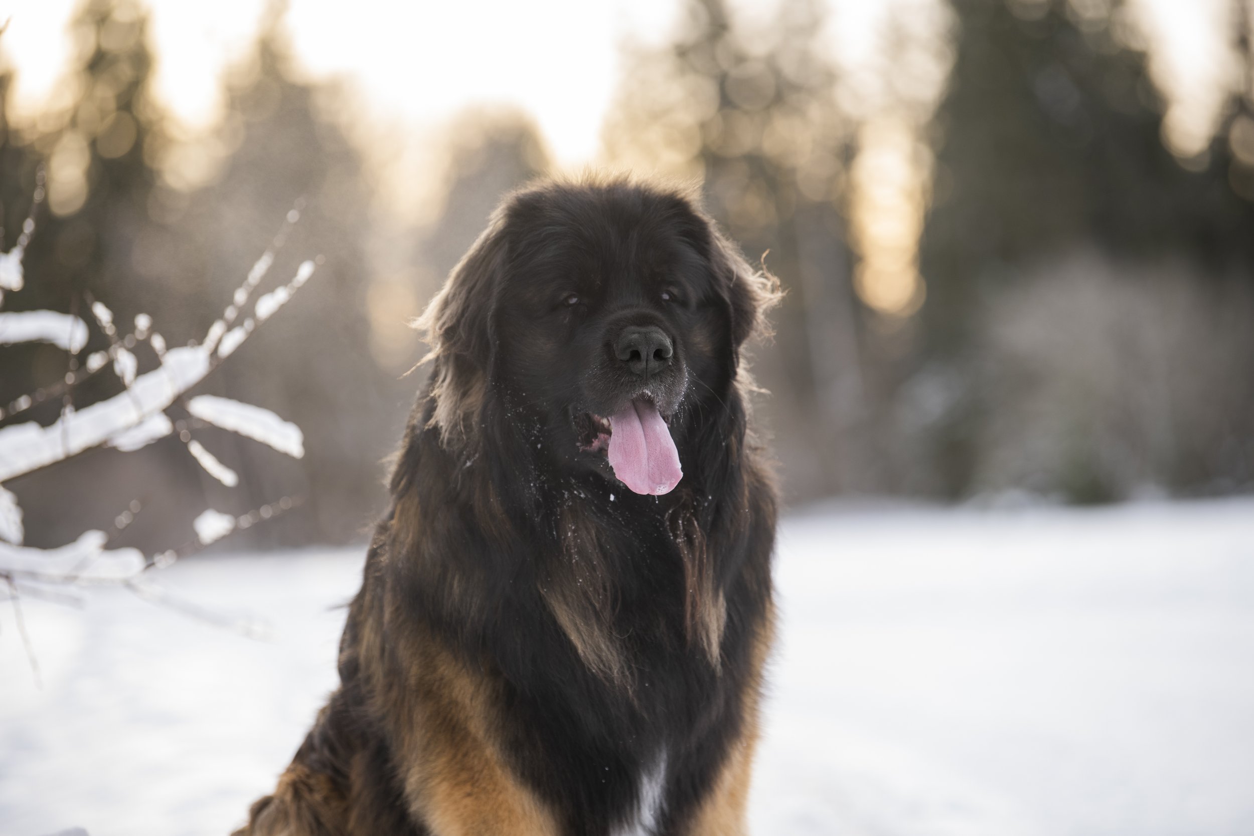 leonberger.jpg