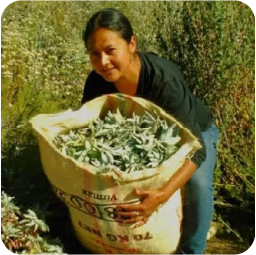 Laura Cedilla (Pame del Norte)