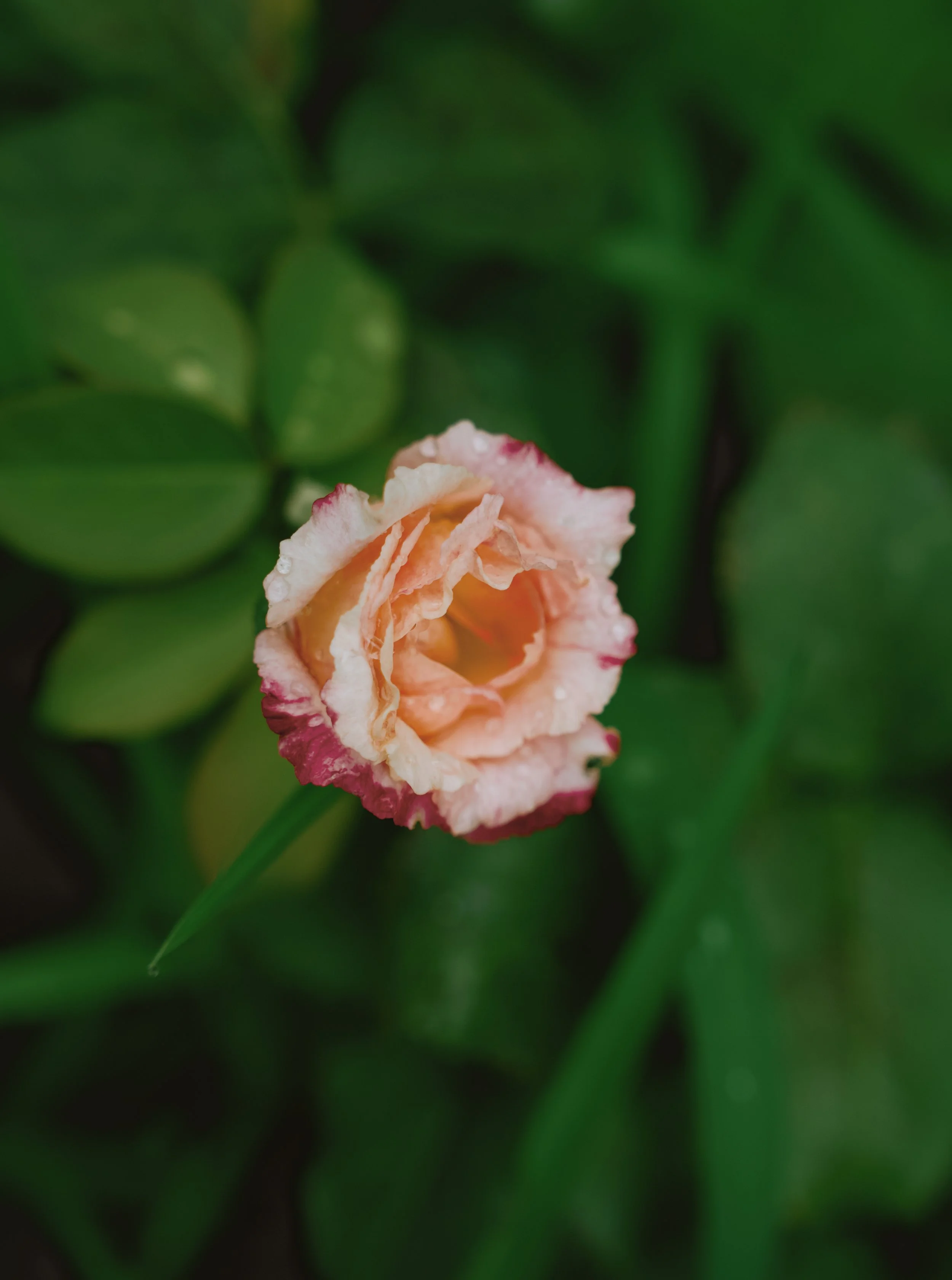 DCY00015.jpg