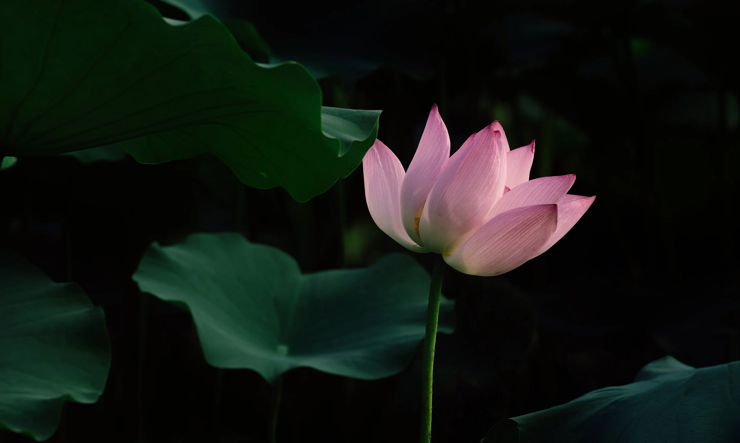 lotus-1.jpg