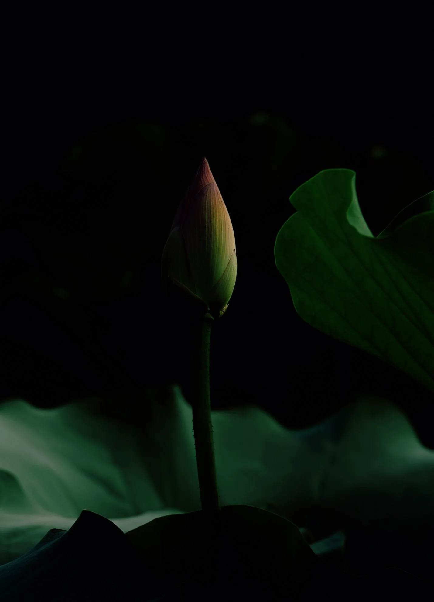 DCY00377.jpg