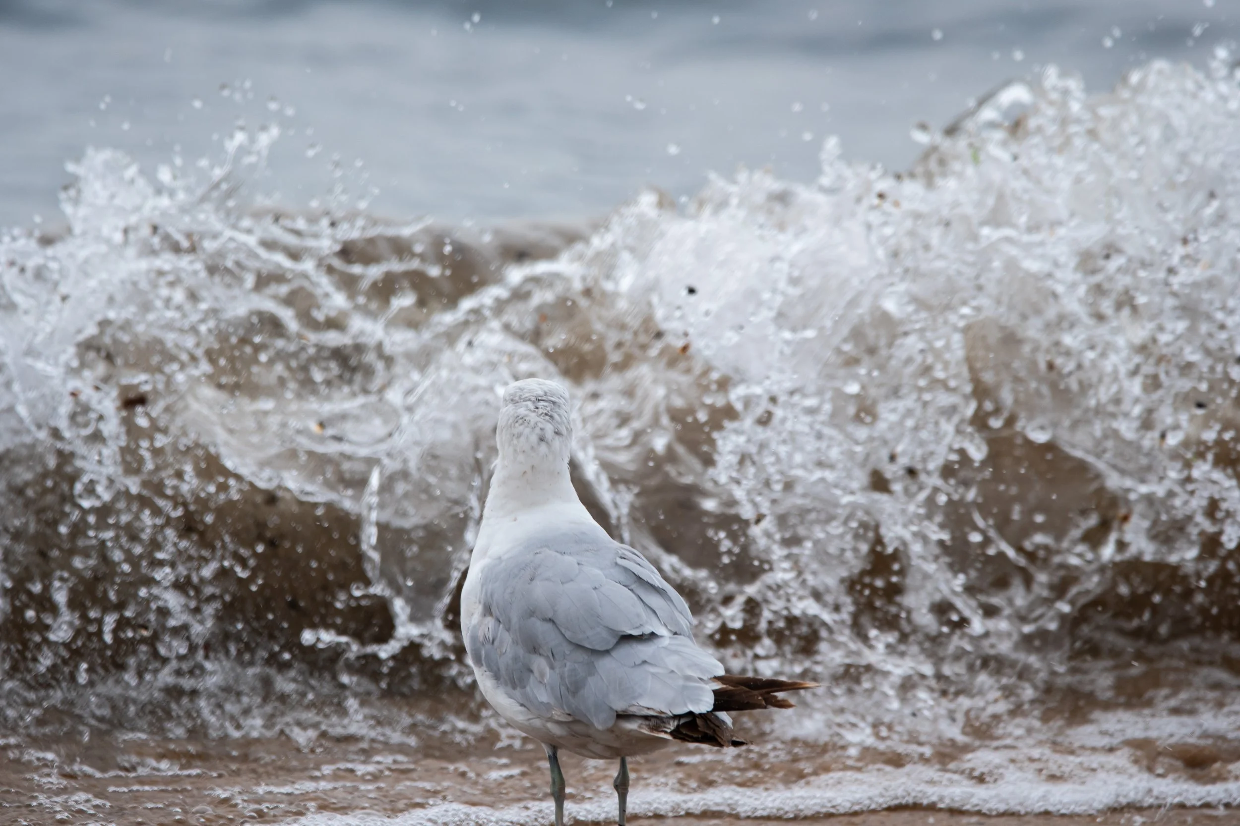 herring-gull-montrose-05.jpg
