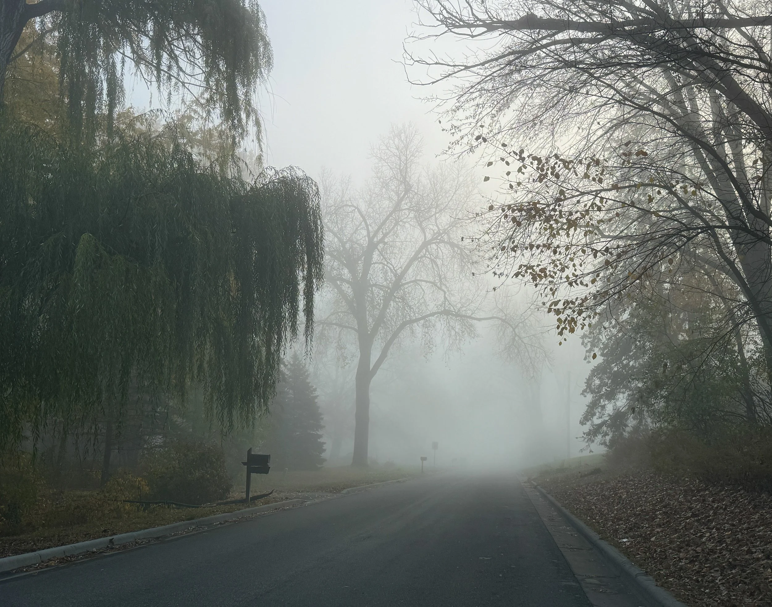 foggy-trees.jpg