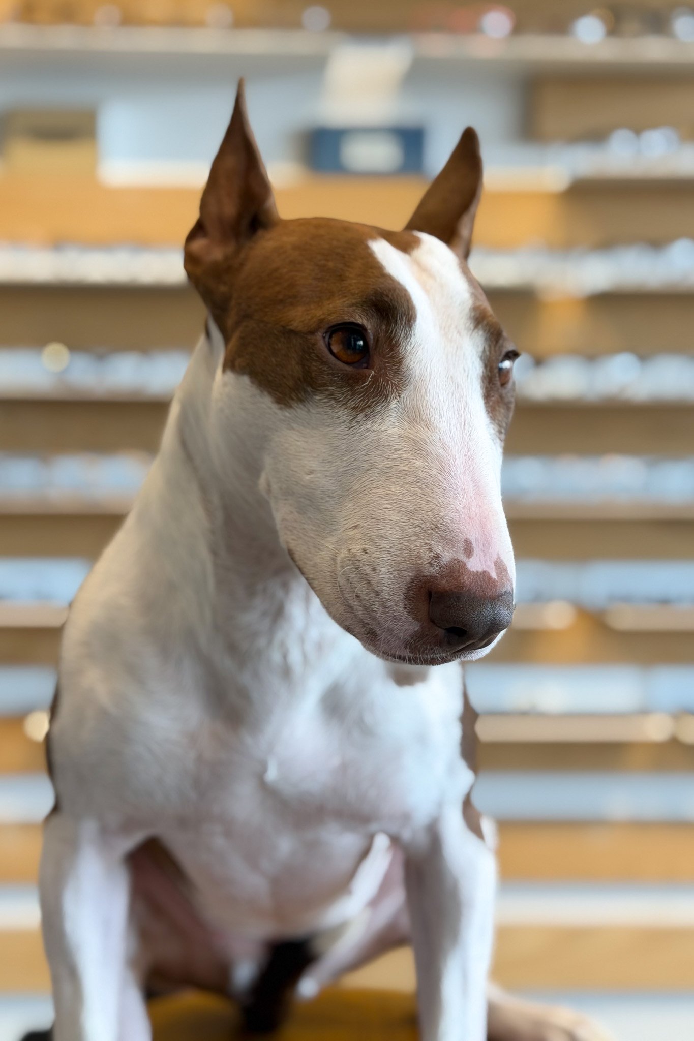 Luna the office pet