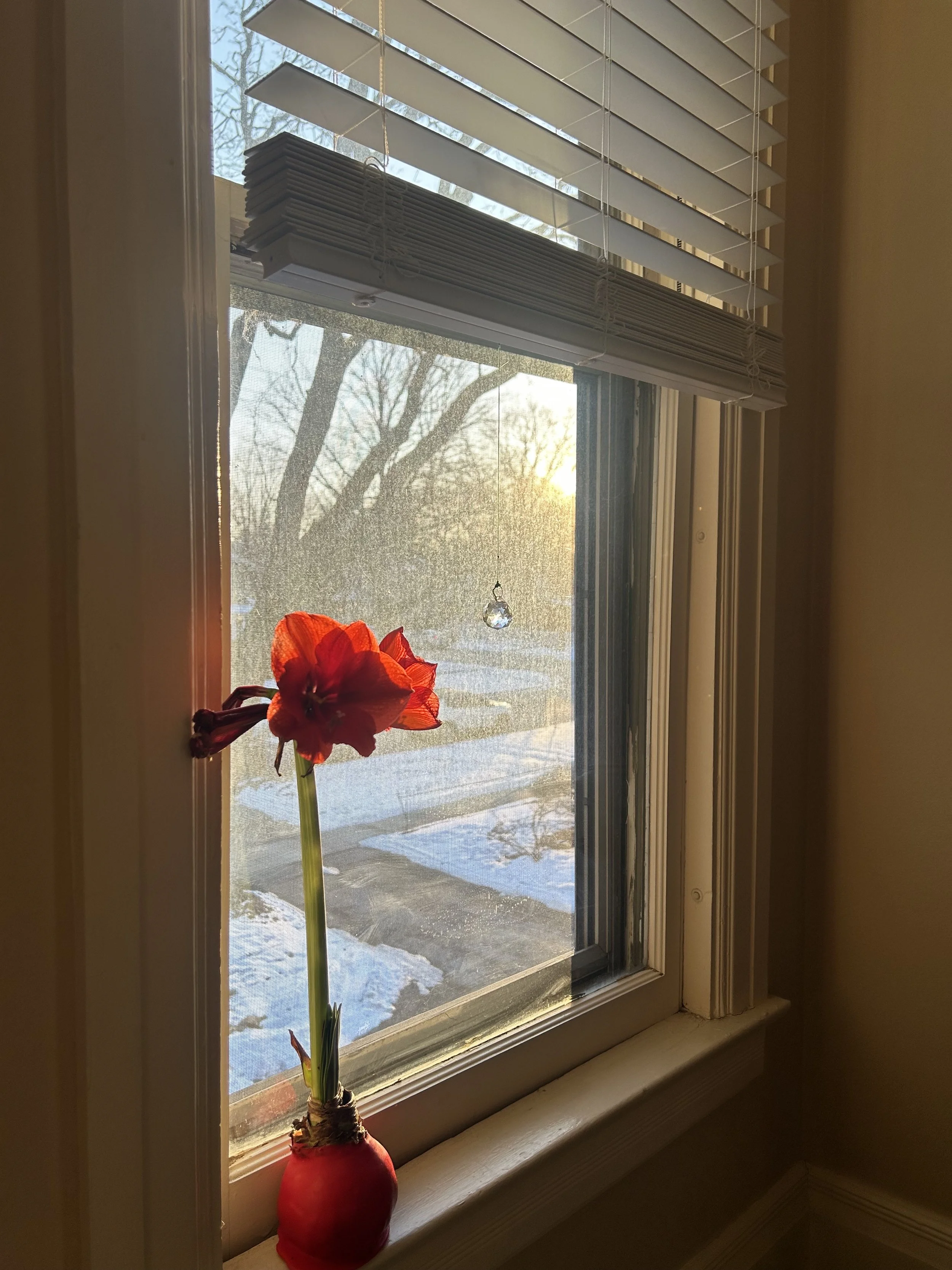 A red amaryllis flower in a red vase on a windowsill, with a snowy outdoor scene and leafless trees visible through the window. Blinds are partially open, and sunlight is shining through.