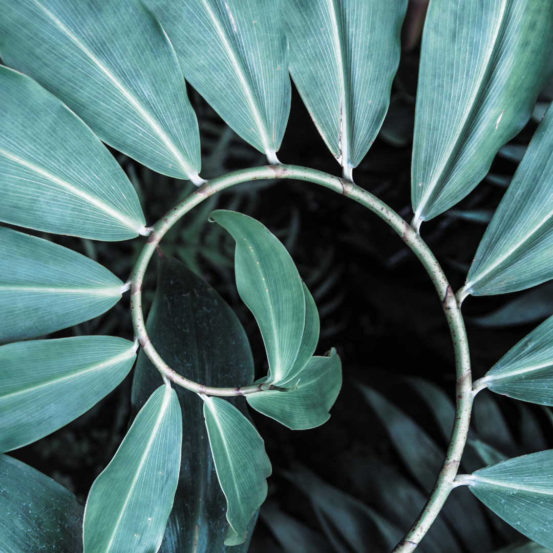 Close-up of green tropical leaves arranged in a pattern, with a spiral-shaped stem in the center.
