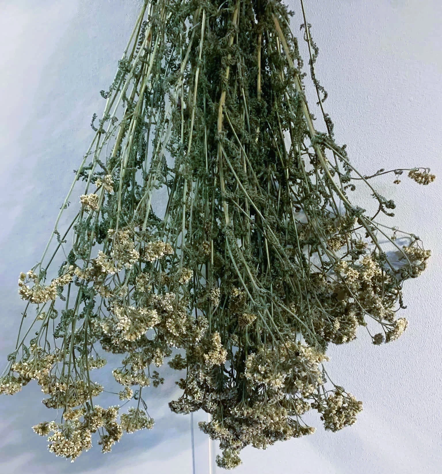 Yarrow.jpeg