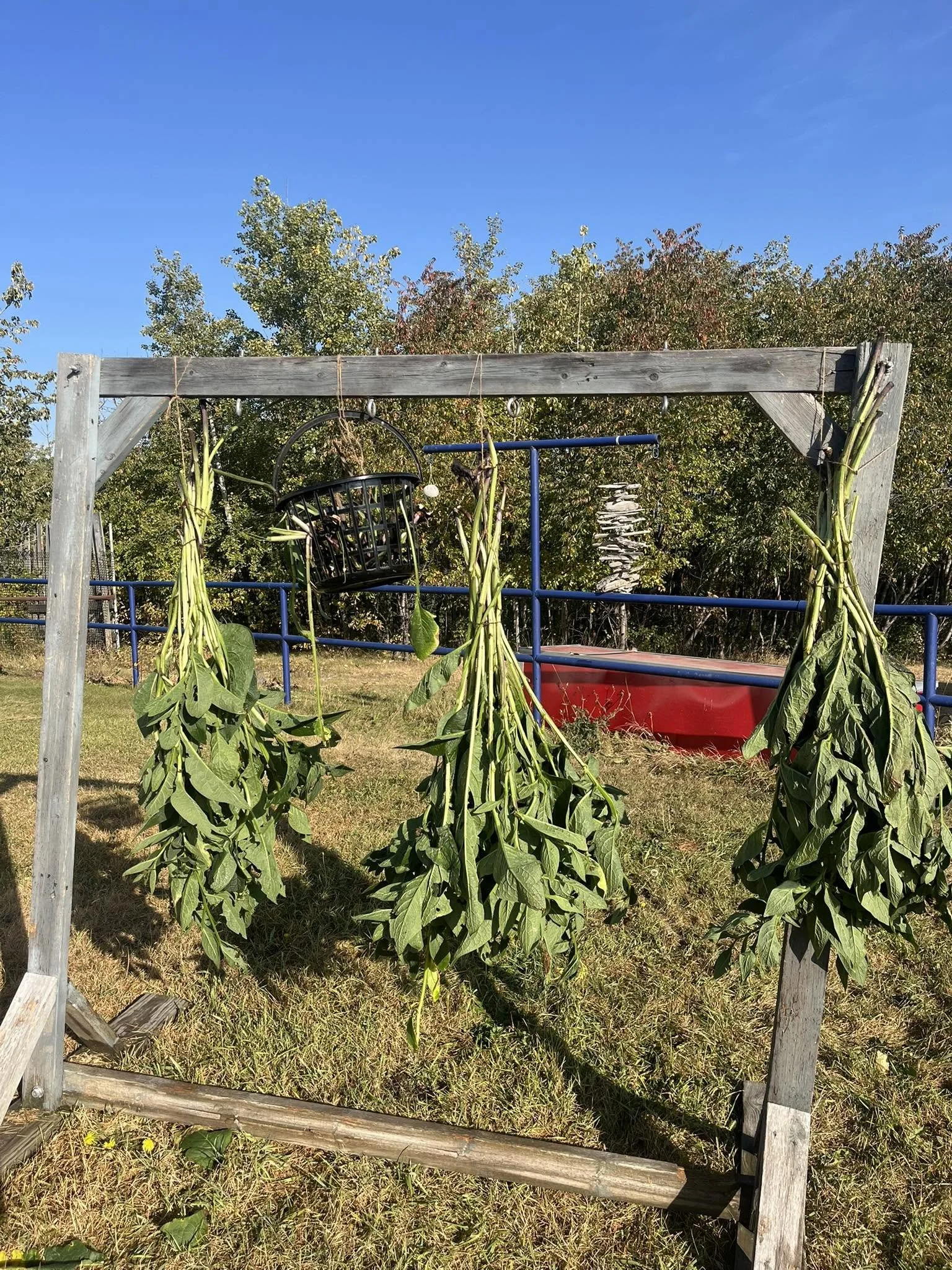 comfrey2.jpg