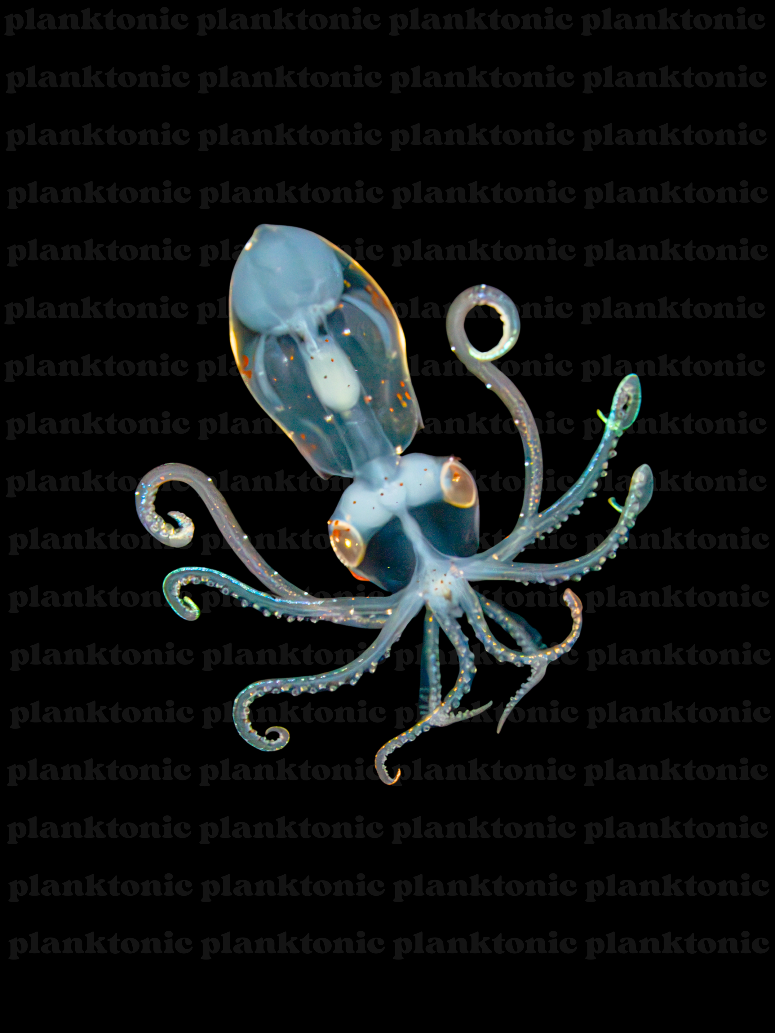 enope with watermark.png