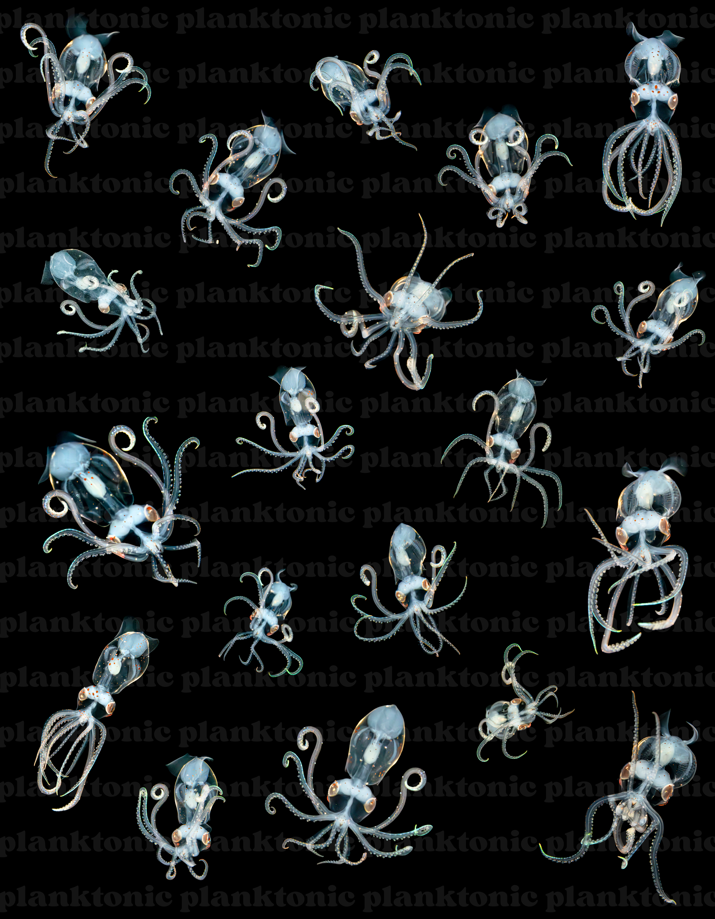 enope squid pattern with water mark.png