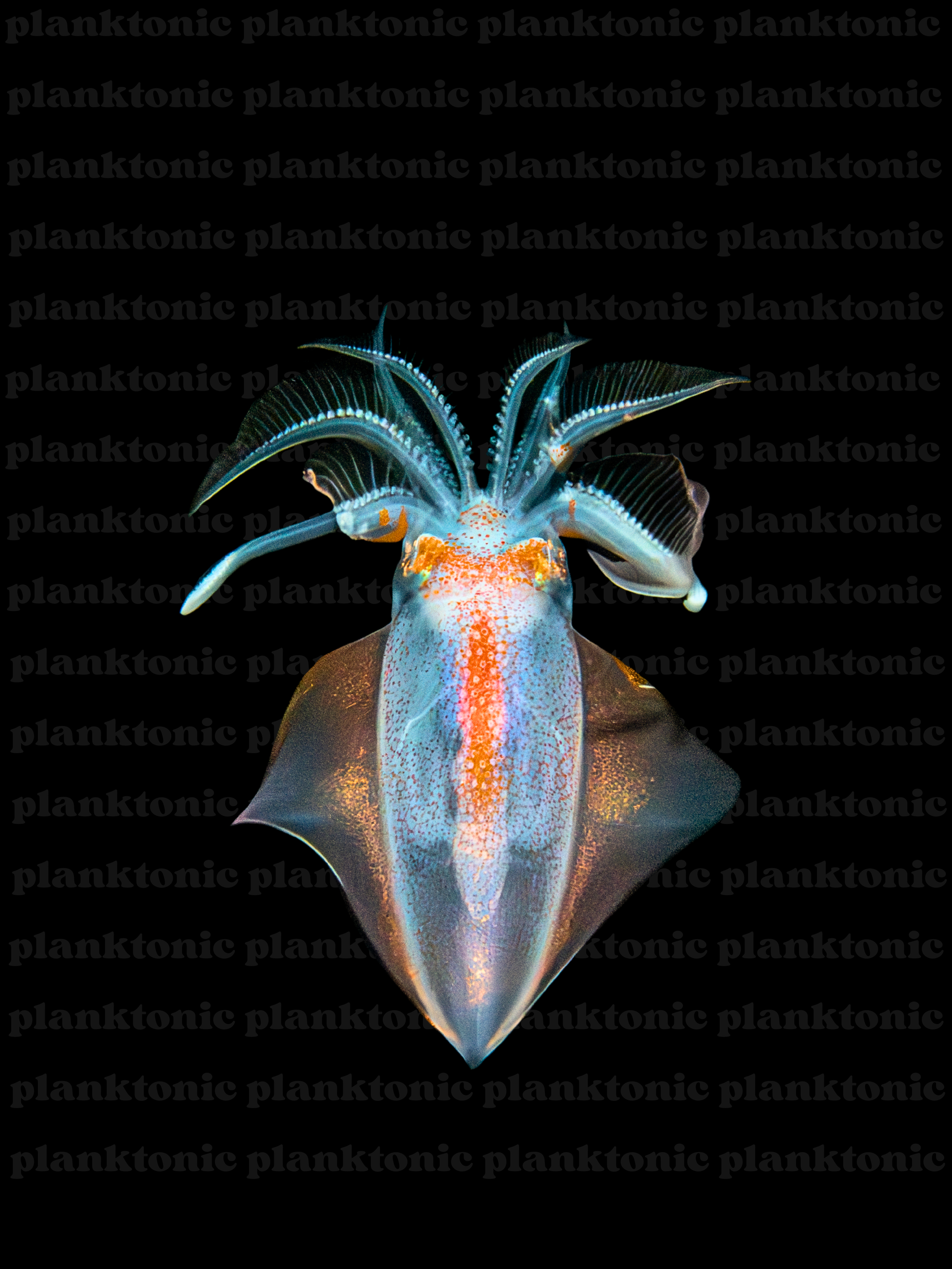 diamond squid with watermark.png