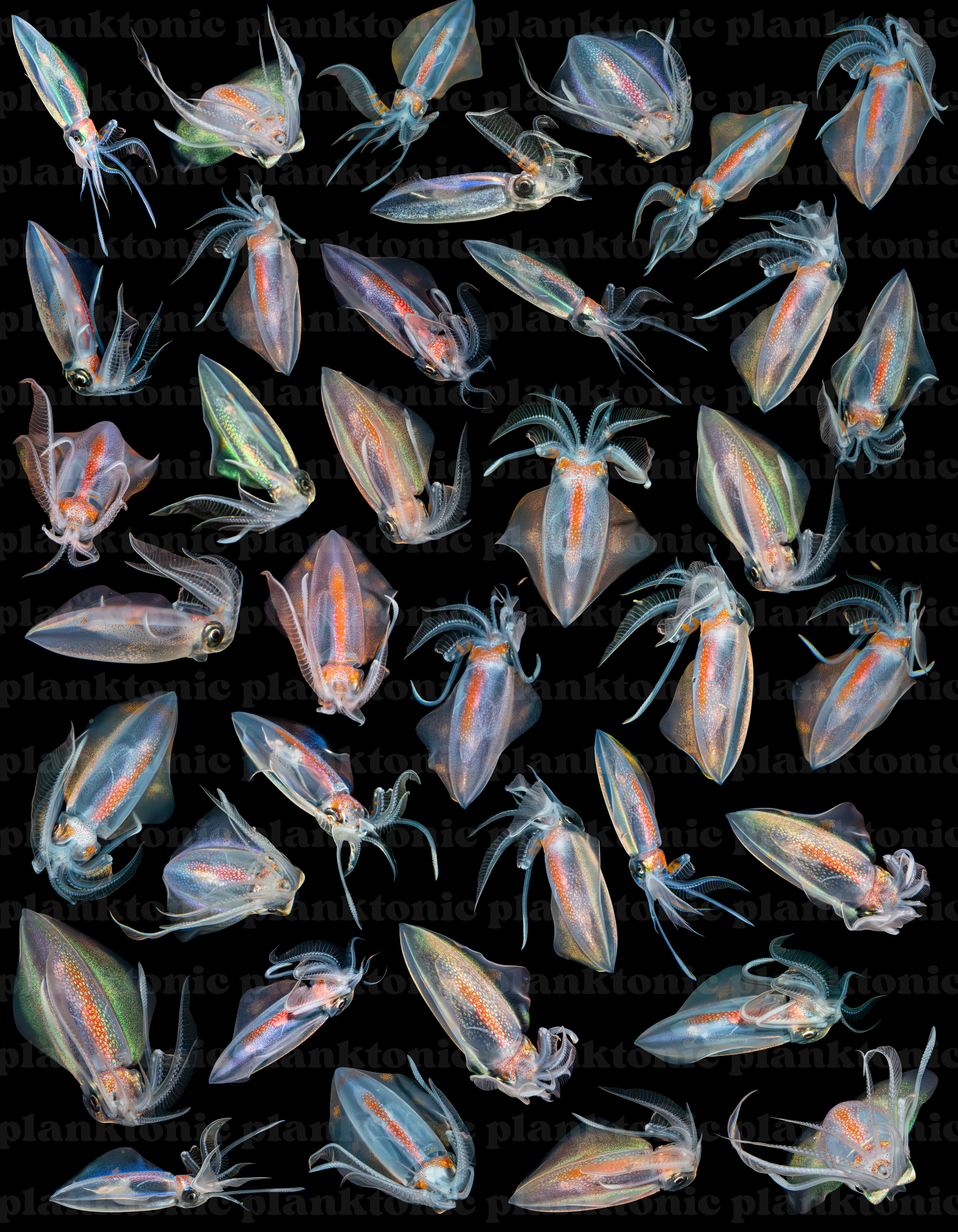diamond squid pattern with watermark .png
