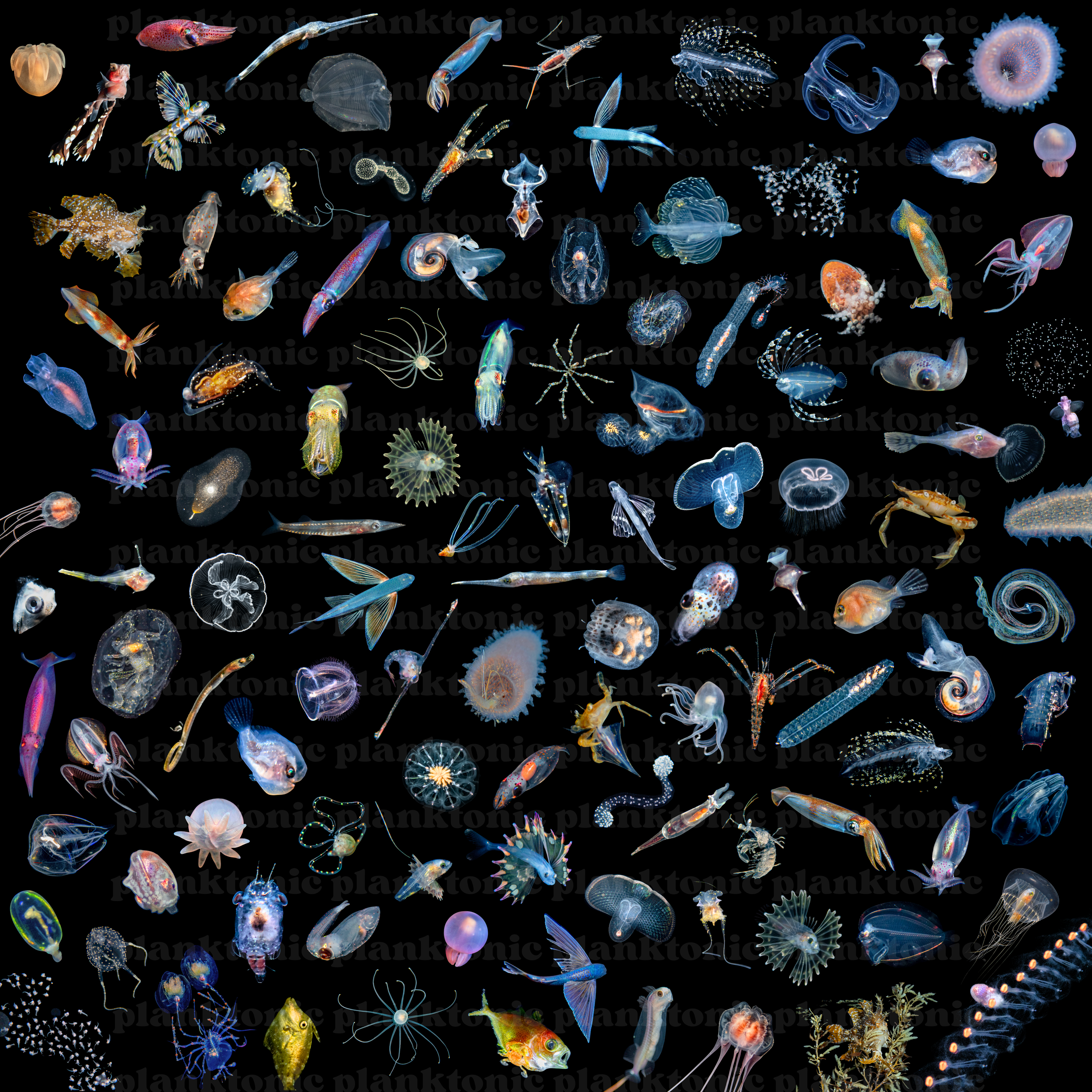 planktonic soup with watermark.png