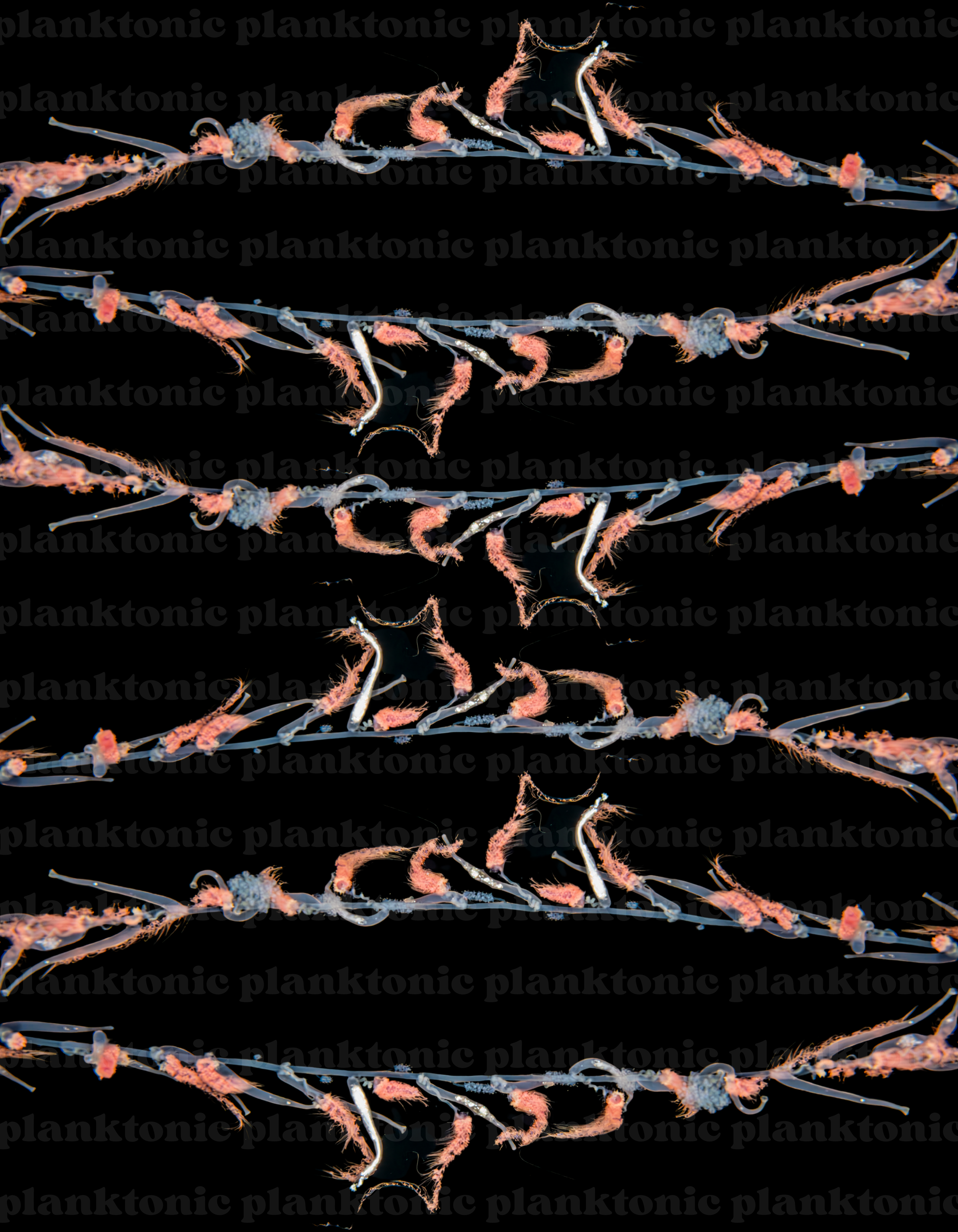 siphonophore pattern with watermark.png