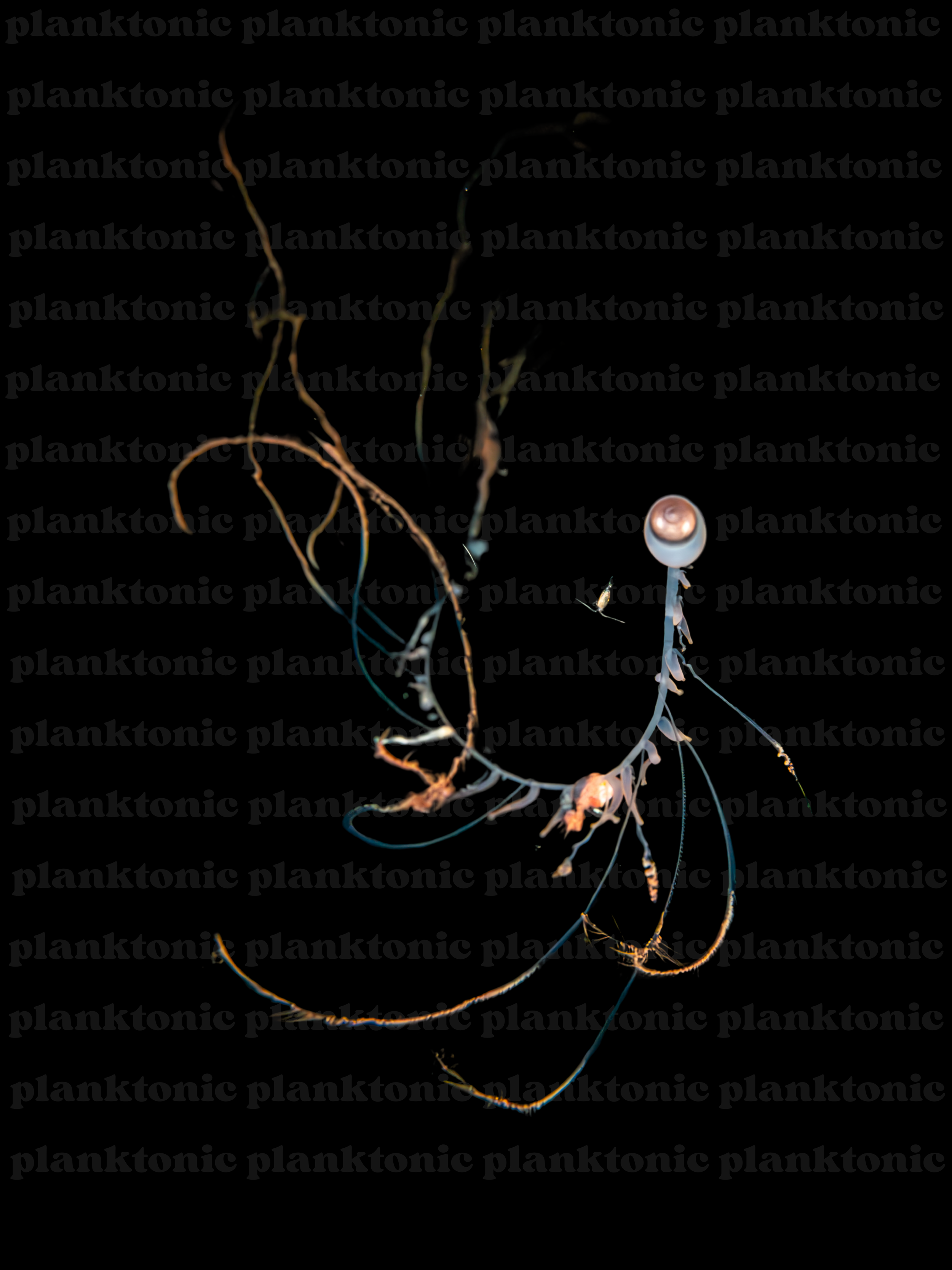SIPHONOPHORE WITH WATERMARK.png
