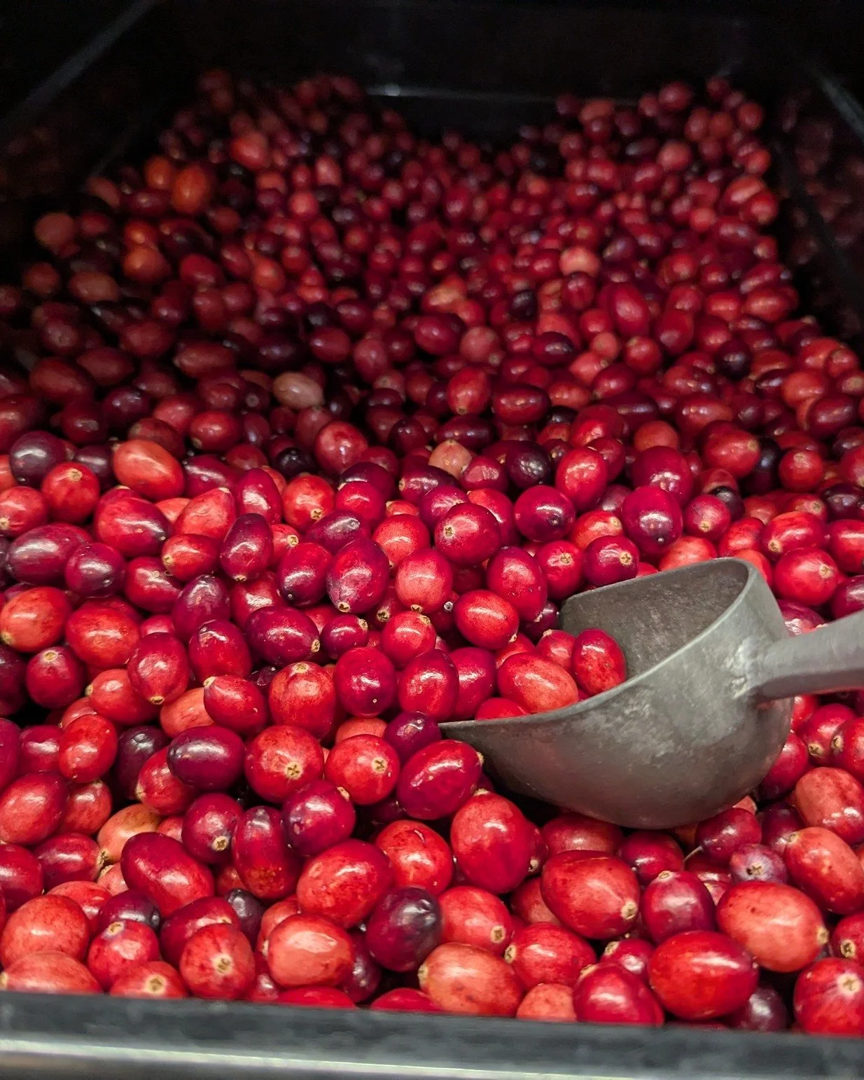 Check out all of our great produce options!
✨Fresh cranberries sourced from Massachusettes
✨ Locally grown Delicata Squash, Leeks, and Fingerling Potatoes 

#Potsdam_Food_Coop #Cranberries #Squash #Seasonal #North_East