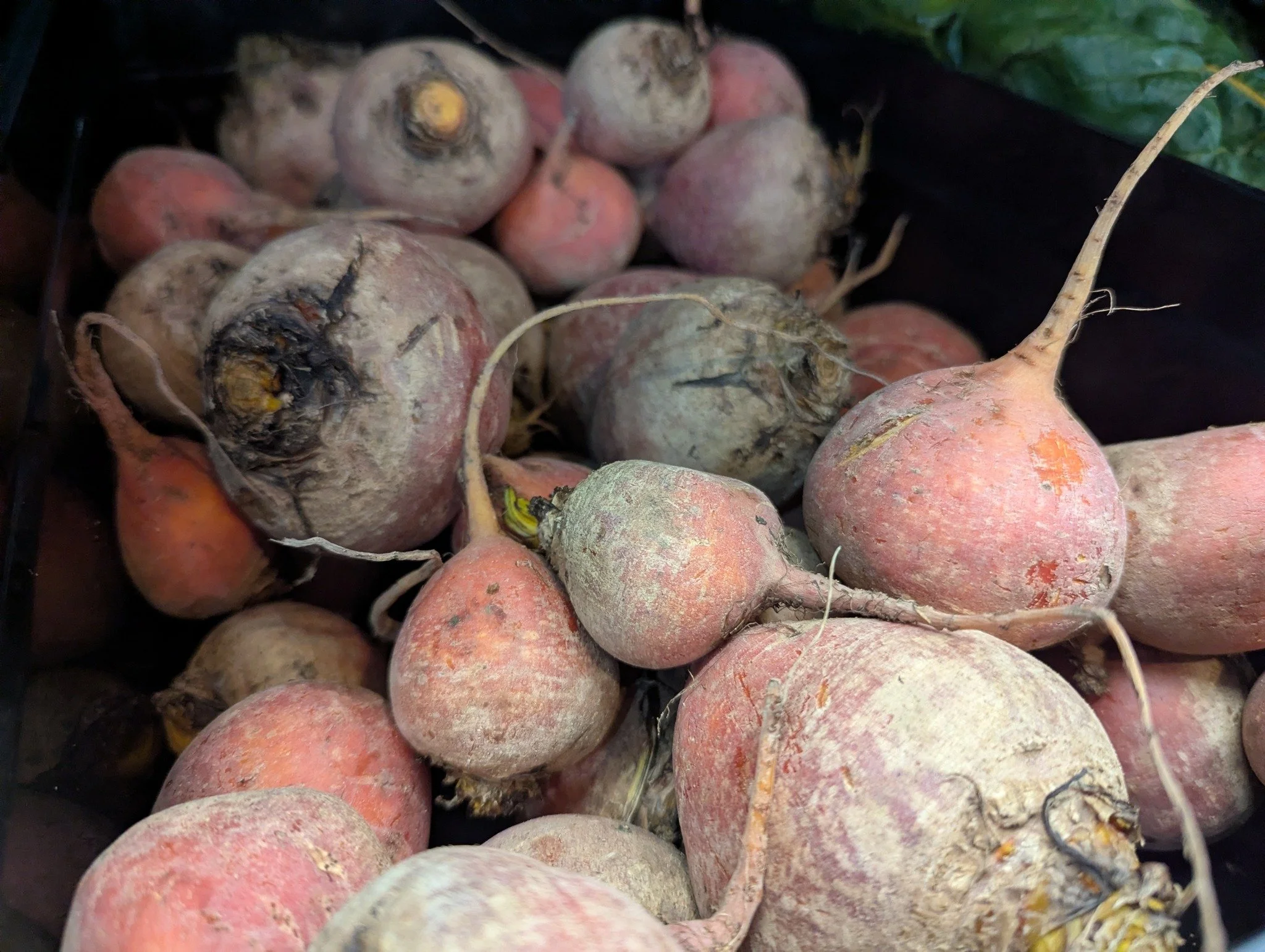 Nothing "beets" fresh produce 😍 Shopping for produce at the co-op helps us support local farmers! 

#Potsdam_Food_Coop #Produce #Support_Local_Businesses