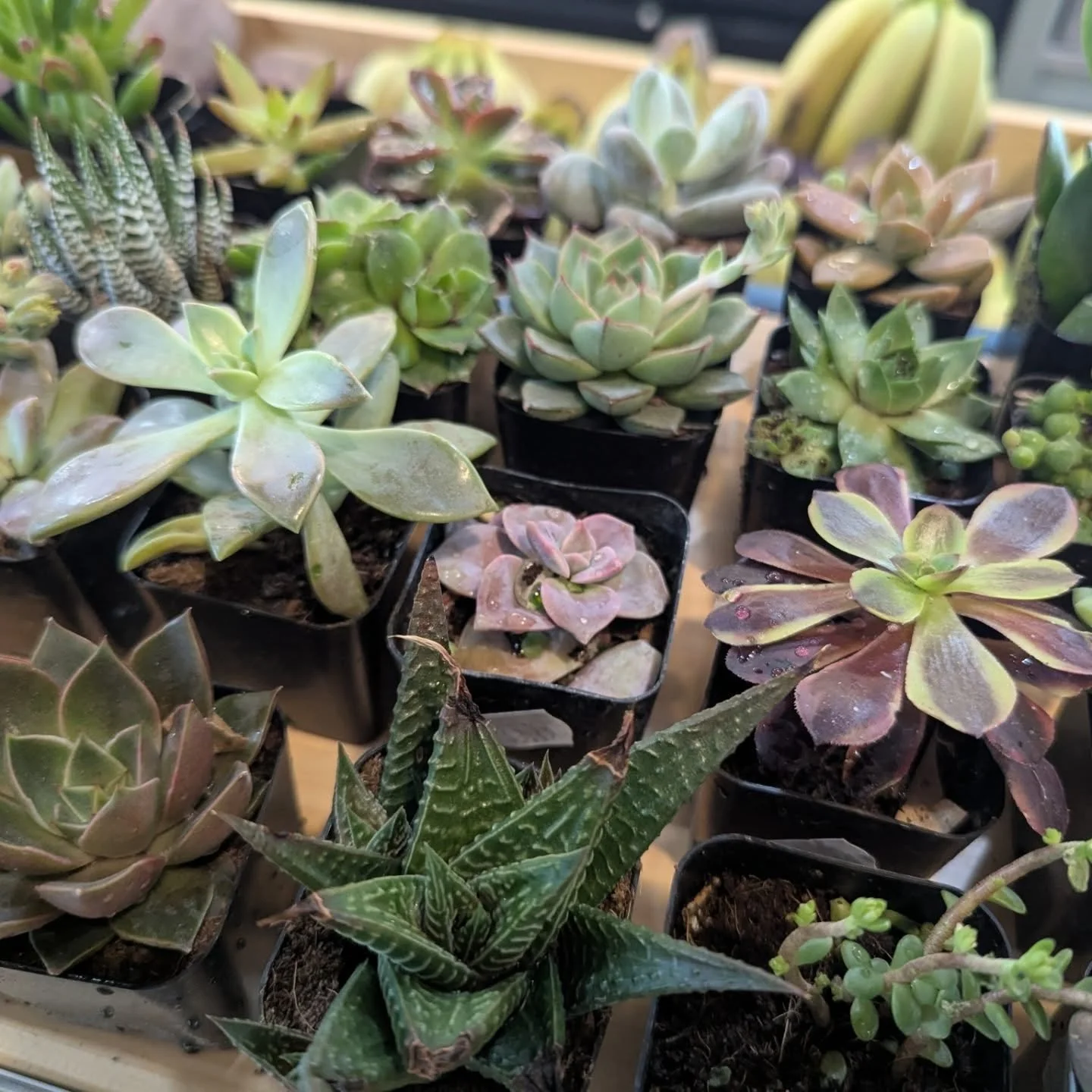 Adopt a succulent for only $3.49 and get yourself excited for spring! 🌱 Grab one of our fair trade Bird succulent holders!

#succulent #potsdam_food_coop #spring_is_near