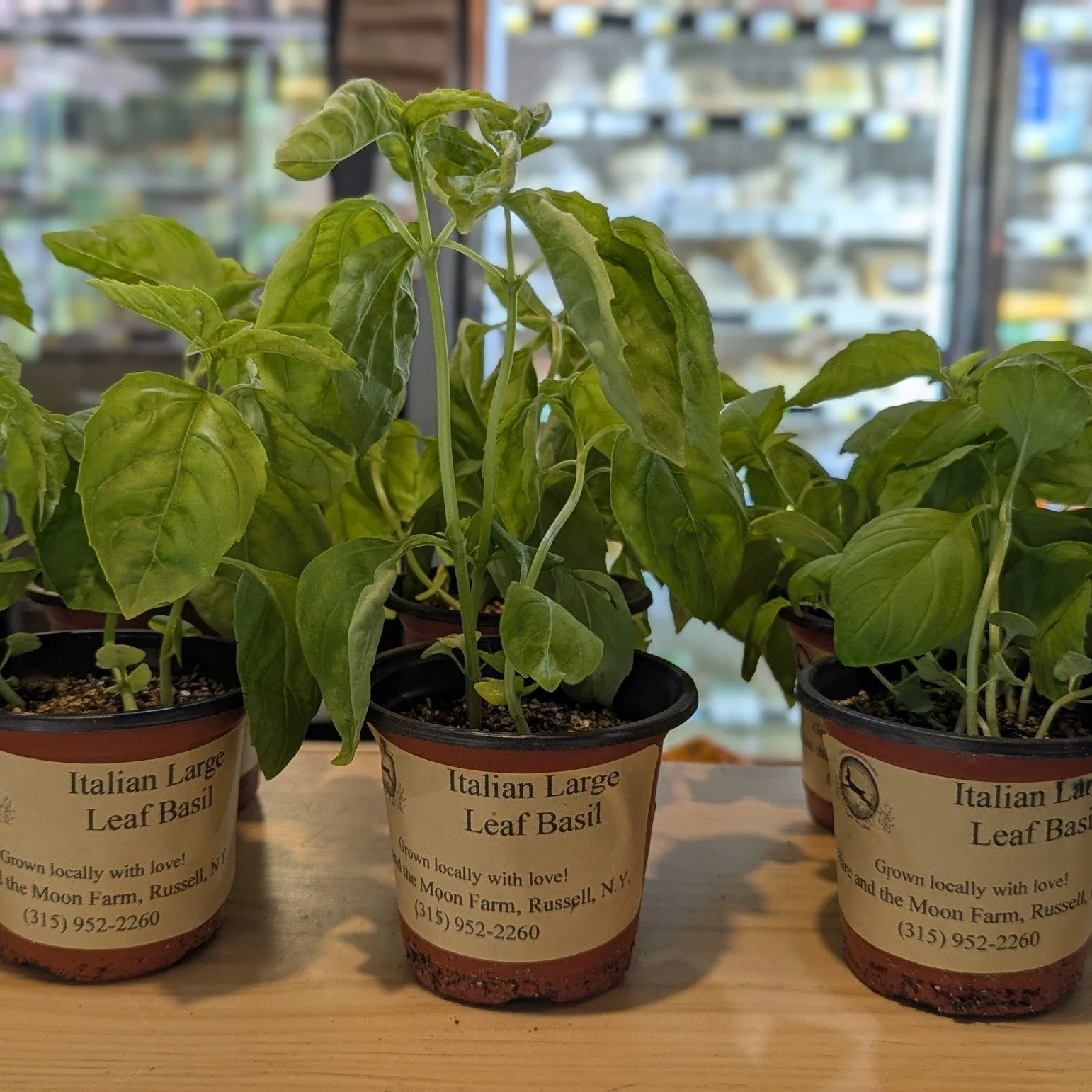 NEW and now available in the produce section!

🍃 Basil Plants from local farm, Hare and Moon, in Russell NY
⚡Black Walnuts, locally foraged by our Deli lead on her property, Becky!

#Potsdam_Food_Coop #Basil #Walnuts #support_local_farmers