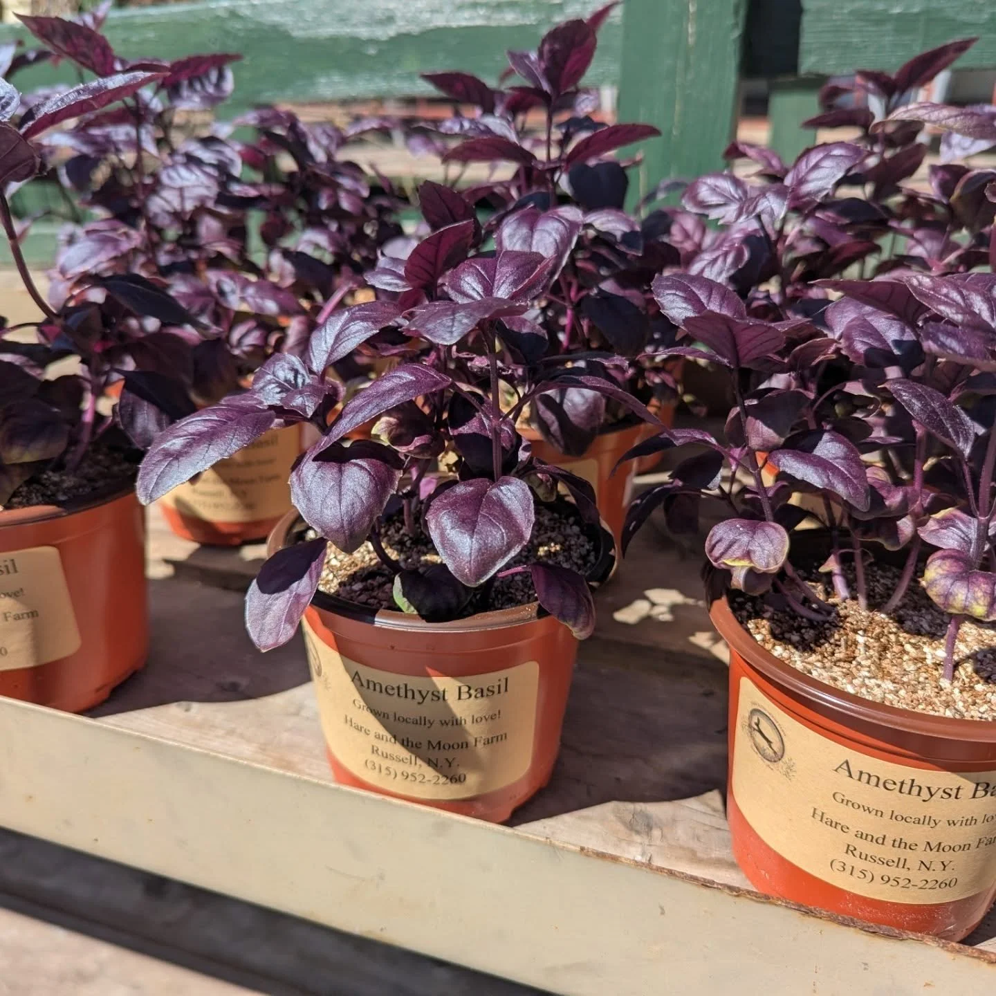Plant season has begun! We've started with a small order before we go all out 😉. 
💜 Amethyst Basil
❤️ Dahlias (yellow, red, purple, white)

Locally grown in Russell NY from Hare &amp; Moon Farm!

#potsdam_food_coop #basil #dahlia #flowers #plants