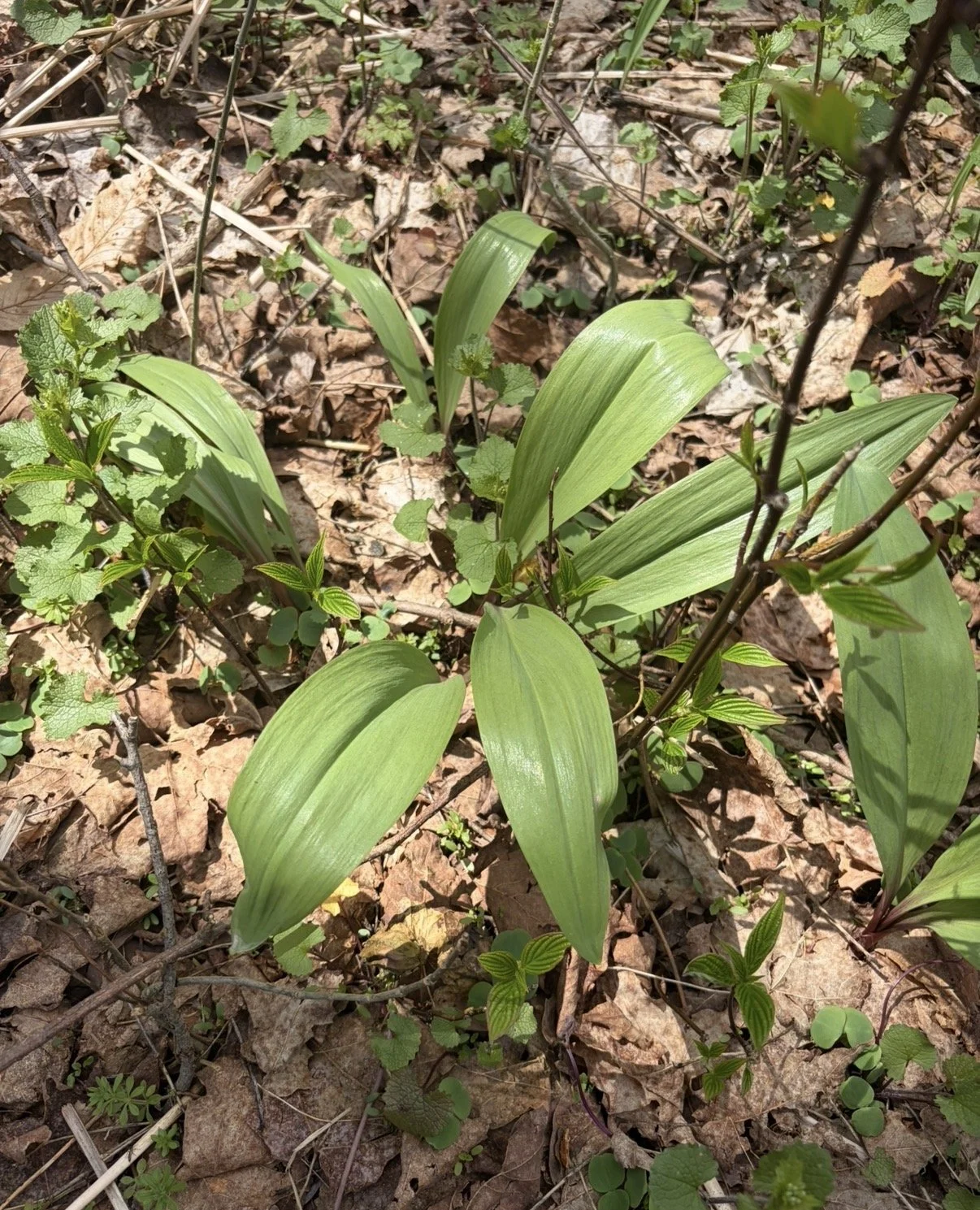 Wild Plants: Nourishing Food AND Medicine