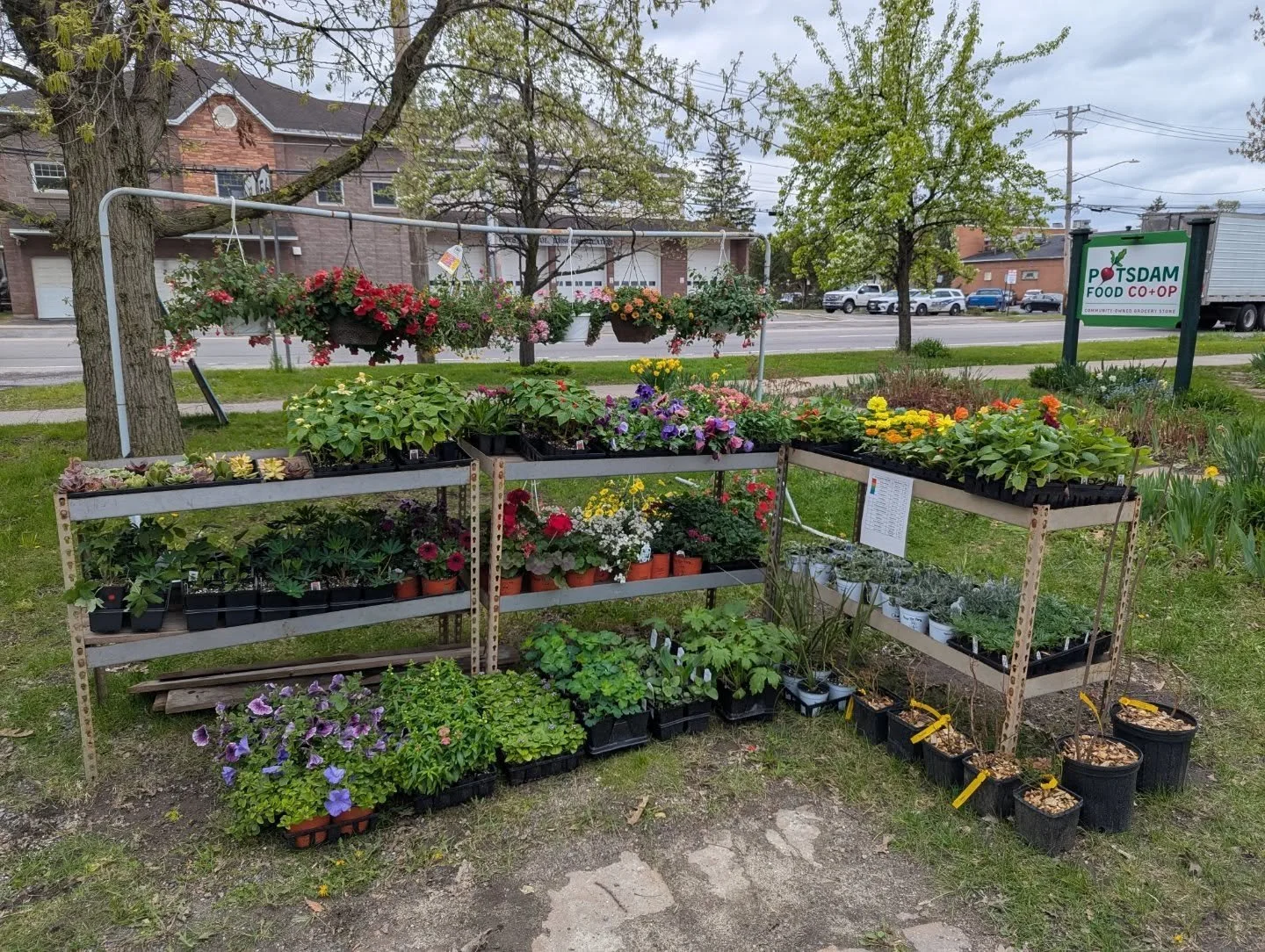 Come buy our plants!! 😀 We received even more plants from local growers Never Tire Farm! We have herbs, veggies, flowers, strawberries, and more!!

#potsdam_food_coop #flowers #annuals #perennials