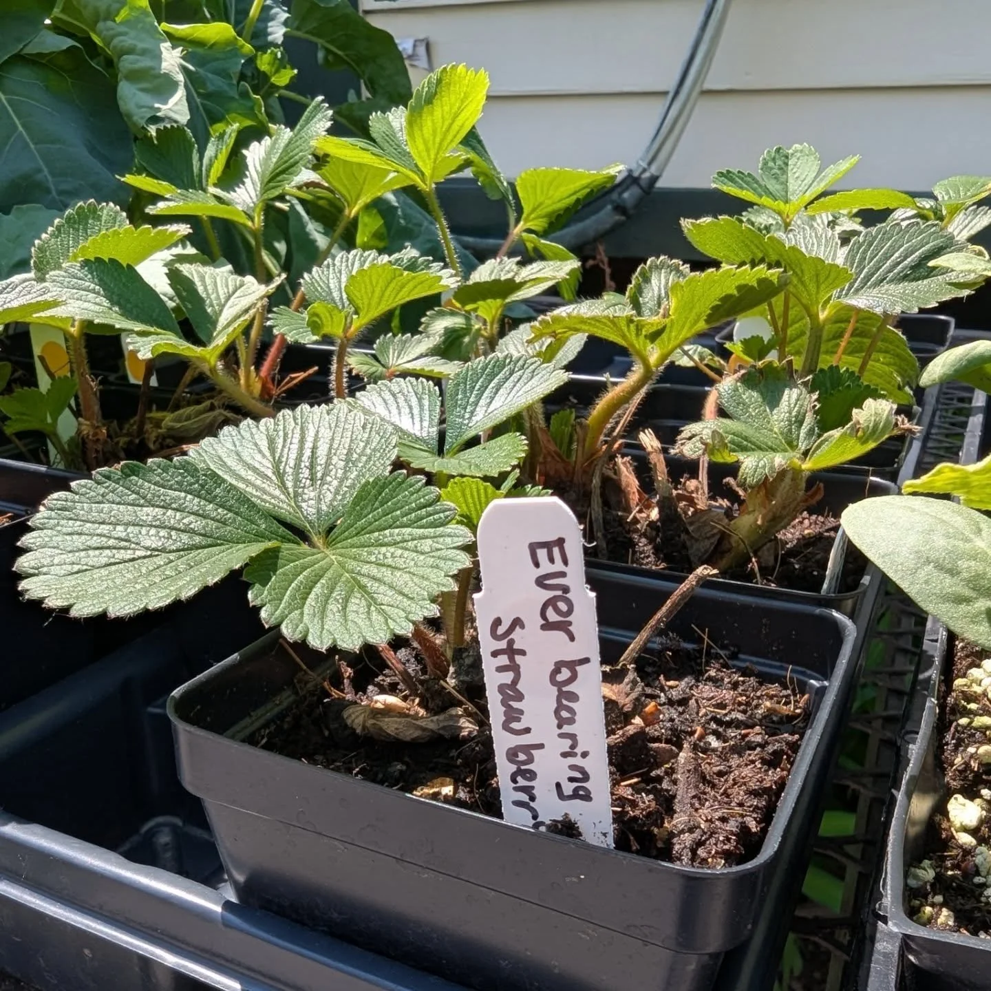 We have DOZENS of veggie plants! Come grab some starters for your garden in this perfect weather! 

#potsdam_food_coop #plants #gardening #veggies