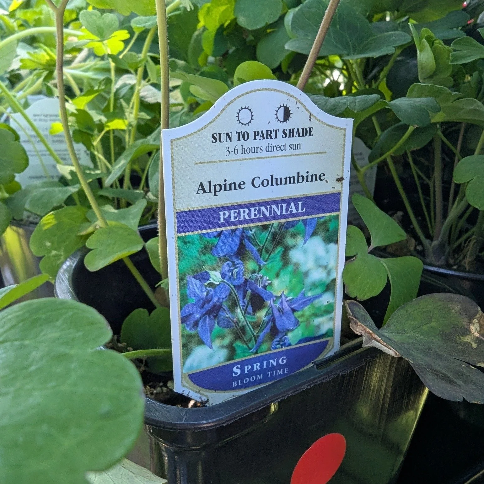 Adopt a plant today and bring it home to your garden ⛅💐

#Plants #Potsdam_Food_Coop #Flowers #perennials