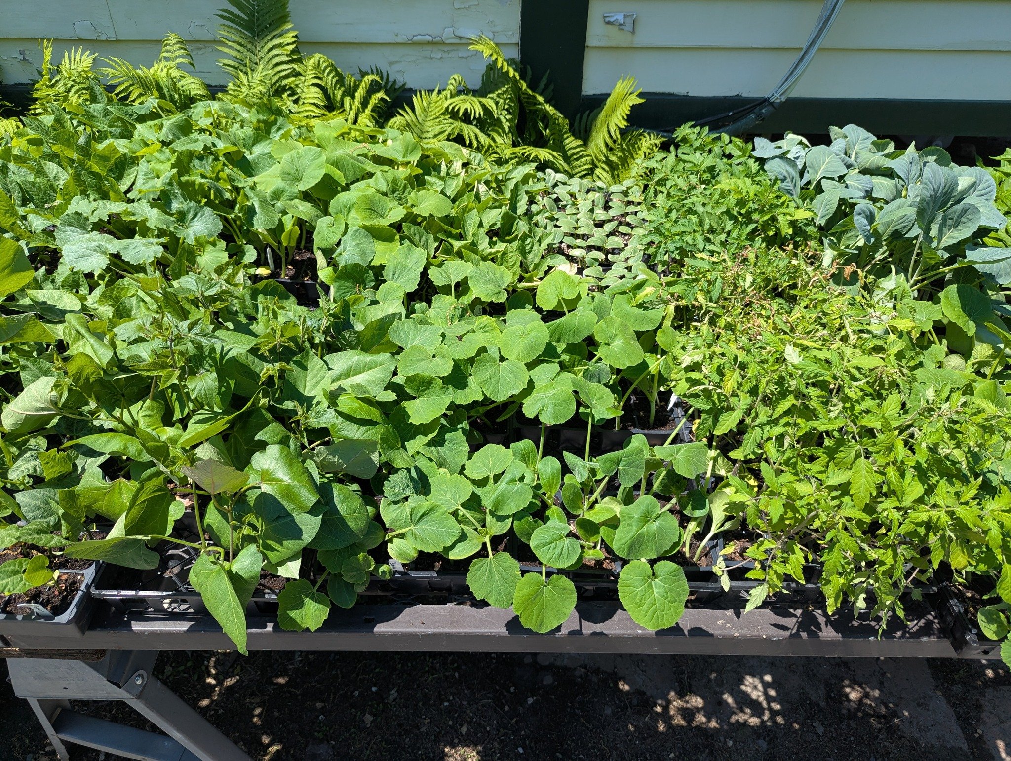 Did you know you can buy vegetable plants using your snap benefits?! 😍 It counts as produce!! 

Is your garden filled with plants from the co-op? Send pictures to marketing@potsdamcoop.com !

#Potsdam_Food_Coop #Vegetable_Plants #Grow_Your_Food