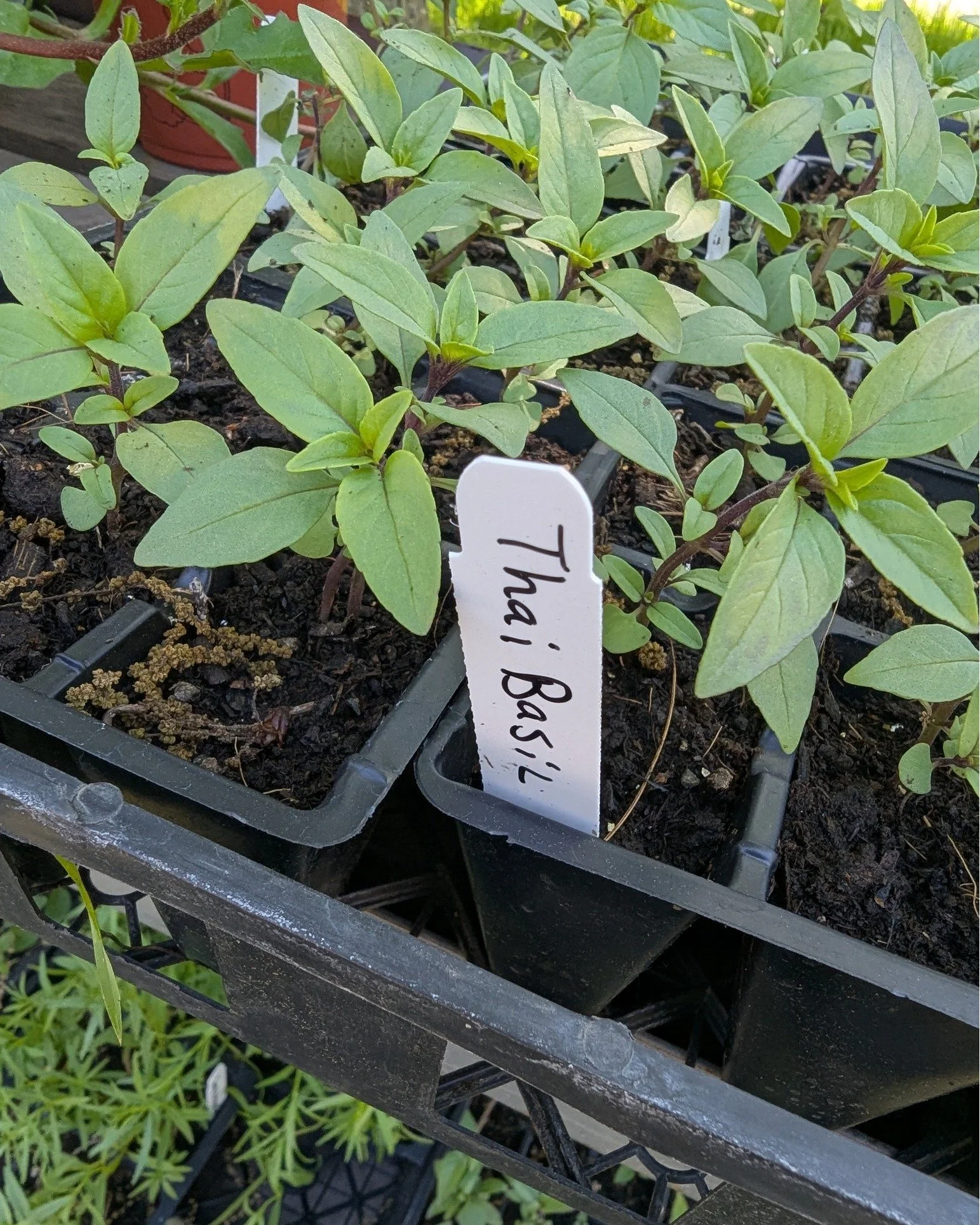 From basil to sage and more!! Shop our plants today 🌿

#Grow_Your_Own #Potsdam_Food_Coop #Plants