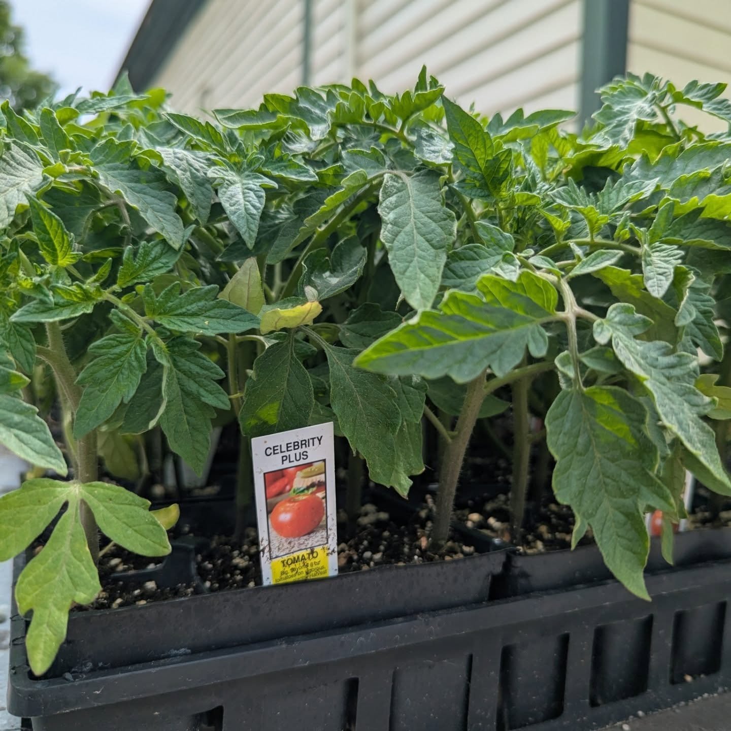 Fresh local Plant Delivery 🍅 come check out the variety of tomatoes!! 🤩 

#potsdam_food_coop #locally_grown #tomatos