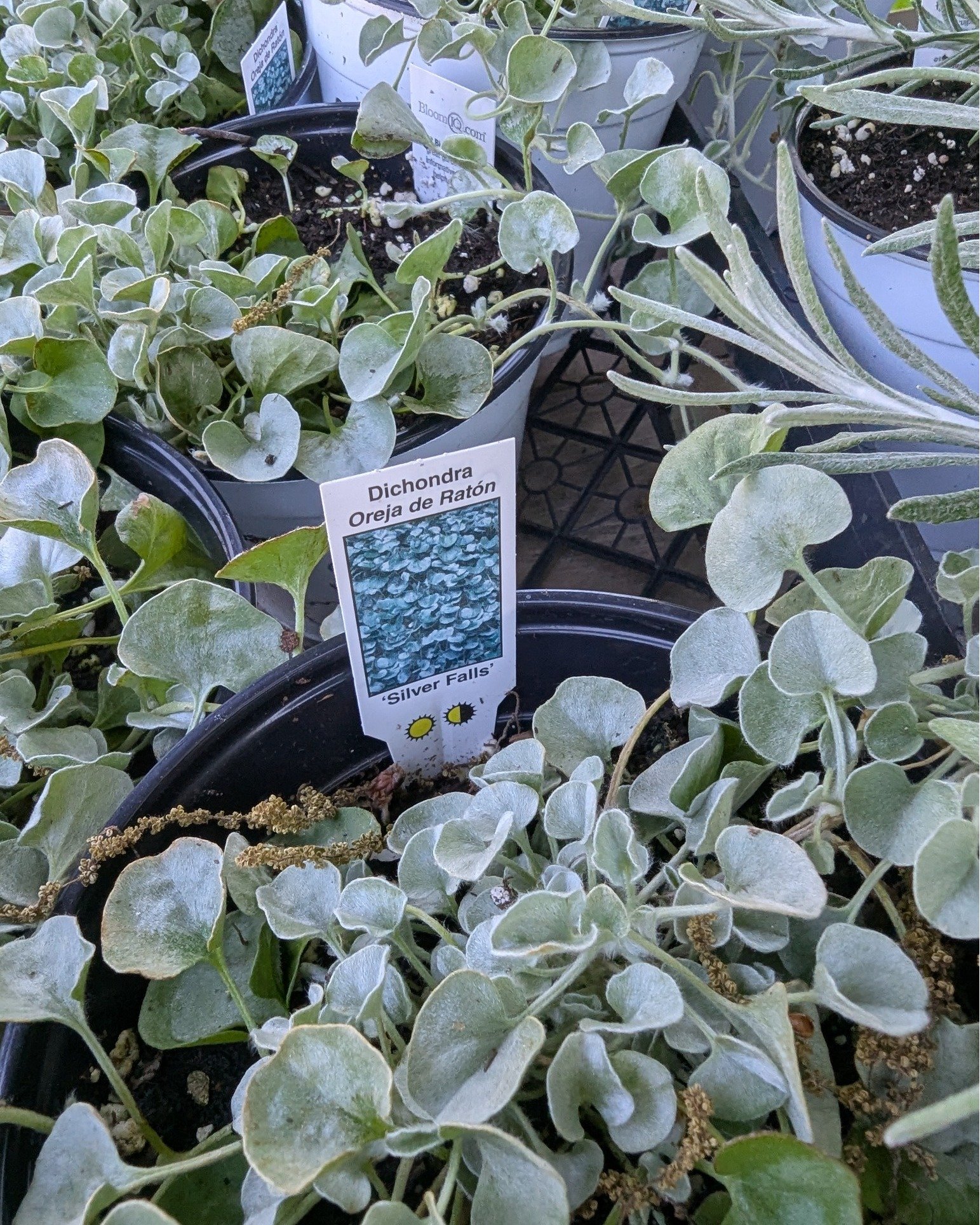 We have such a big variety of plants, all locally sourced!! What plants have you grabbed this year so far? 🌷🌿

#Potsdam_Food_Coop #Plants #Gardening