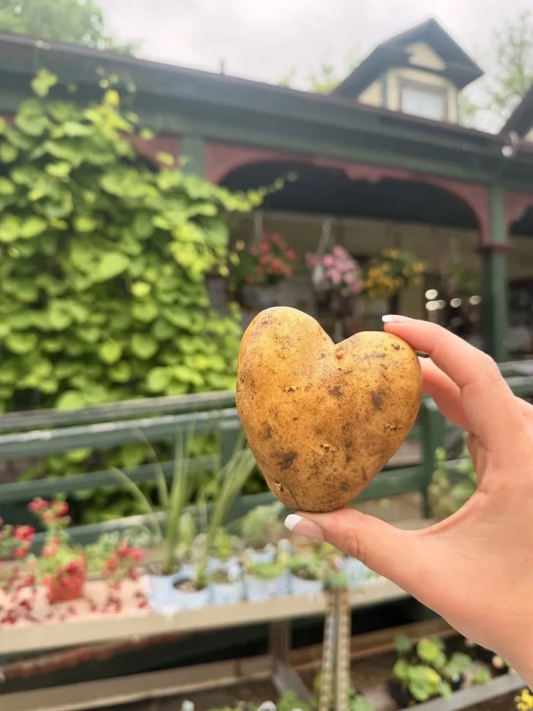 2 weeks until it's officially summer 🌞 but tomorrow is 80 degrees and sunny!! Come by and adopt some plants today and put them in your garden tomorrow 😍

We're open until 5pm on Sundays. Local college students receive 10% off your purchase on Sunda