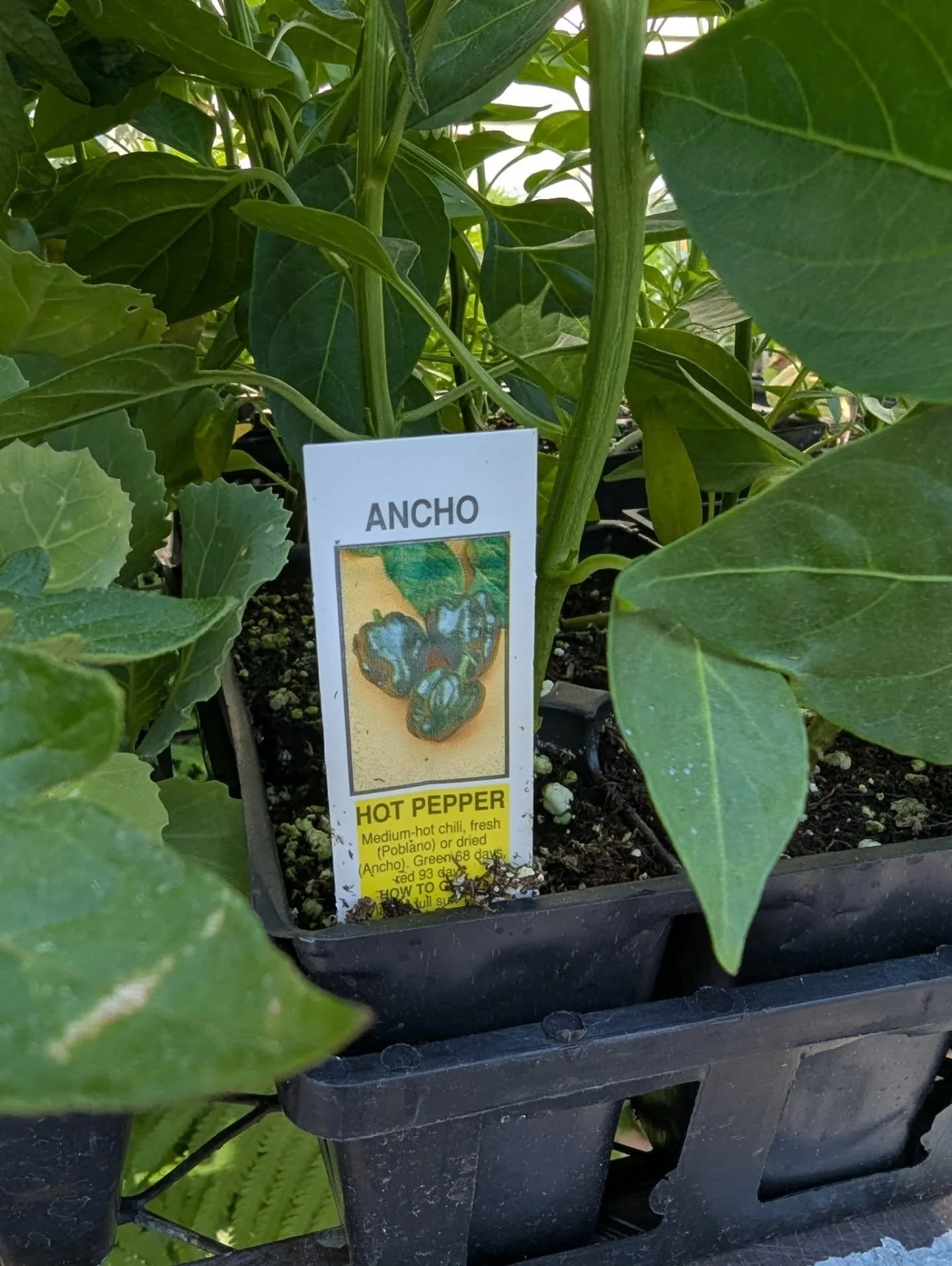We have pepper plants!! 🌶️ 🫑 Grow your own food this summer! 

#potsdam_food_coop #peppers #plants #gardening