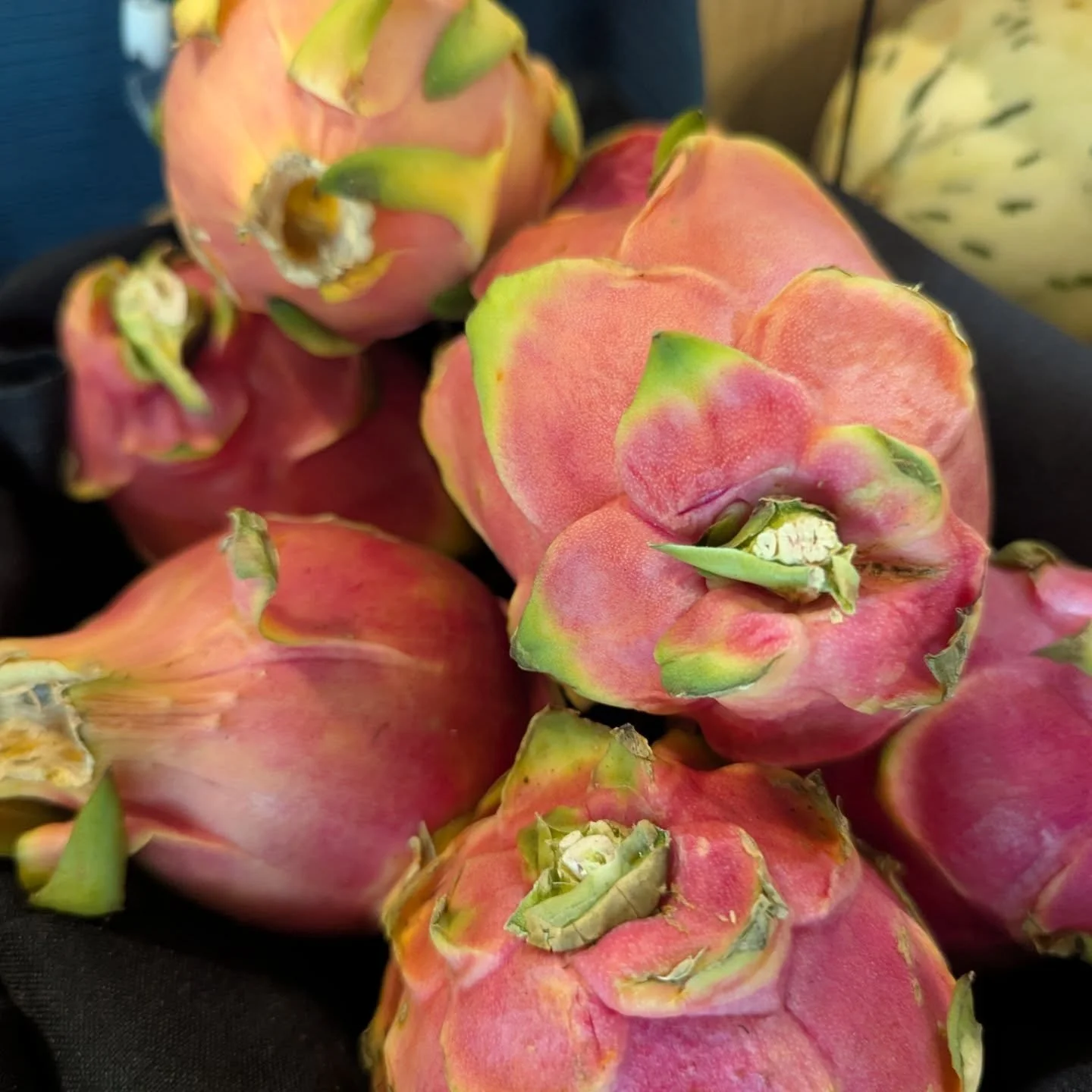 Check out this stunning dragon fruit! 😍  We also are stocked up on some items we haven't had in a bit. Come shop with us today! 

#potsdam_food_coop #produce #support_small_business