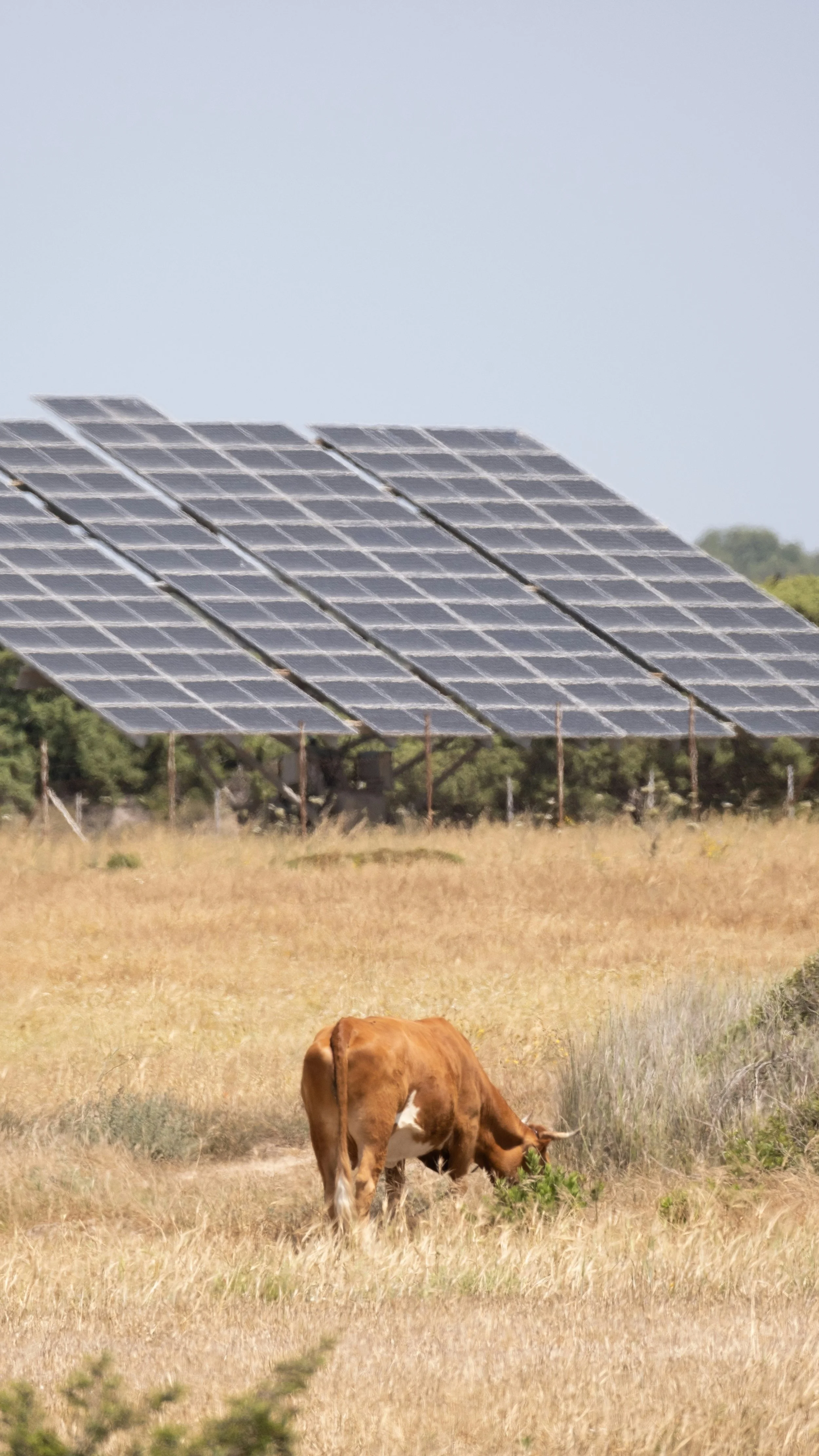 ai-powered-solar-miner-hosting.jpg.jpg