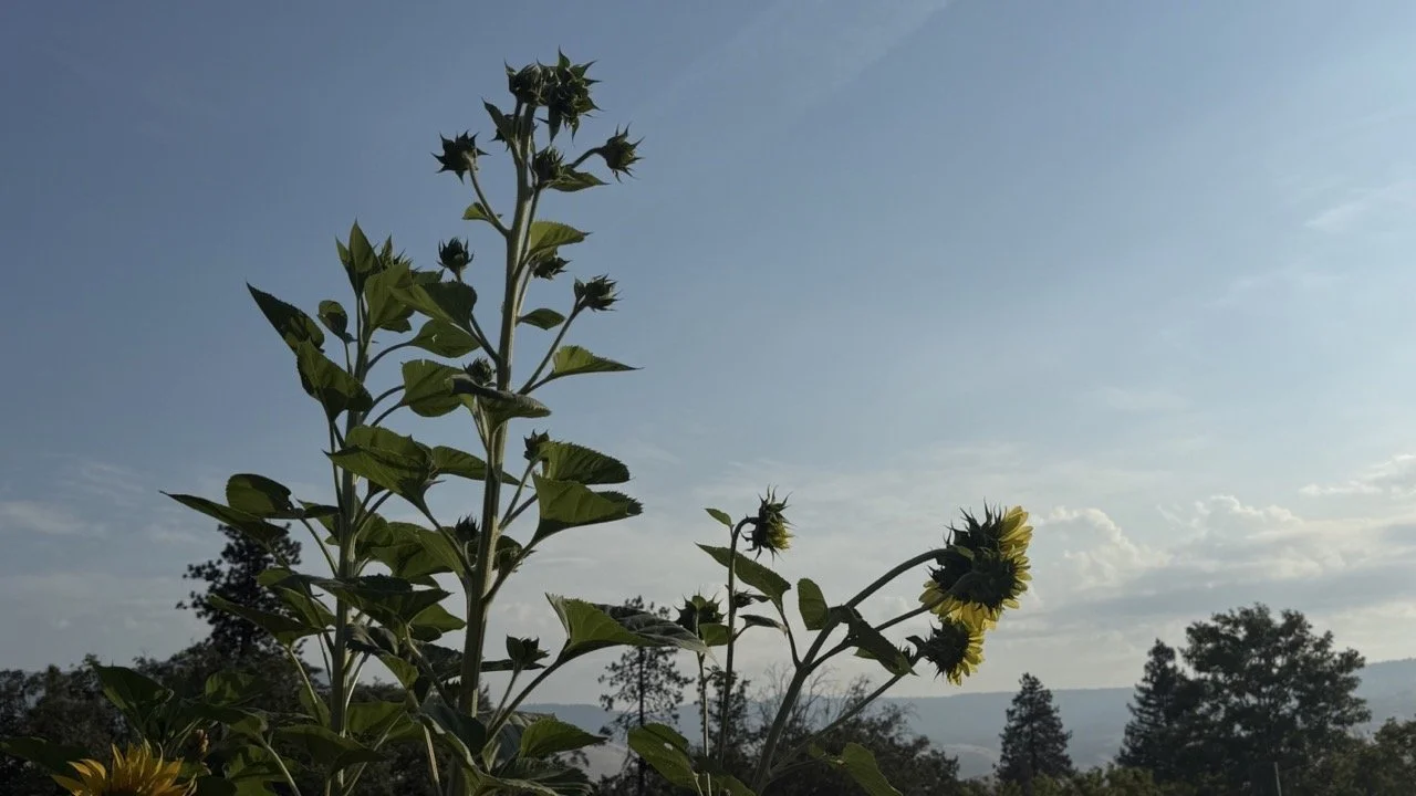 IMG_6256 Large.jpeg