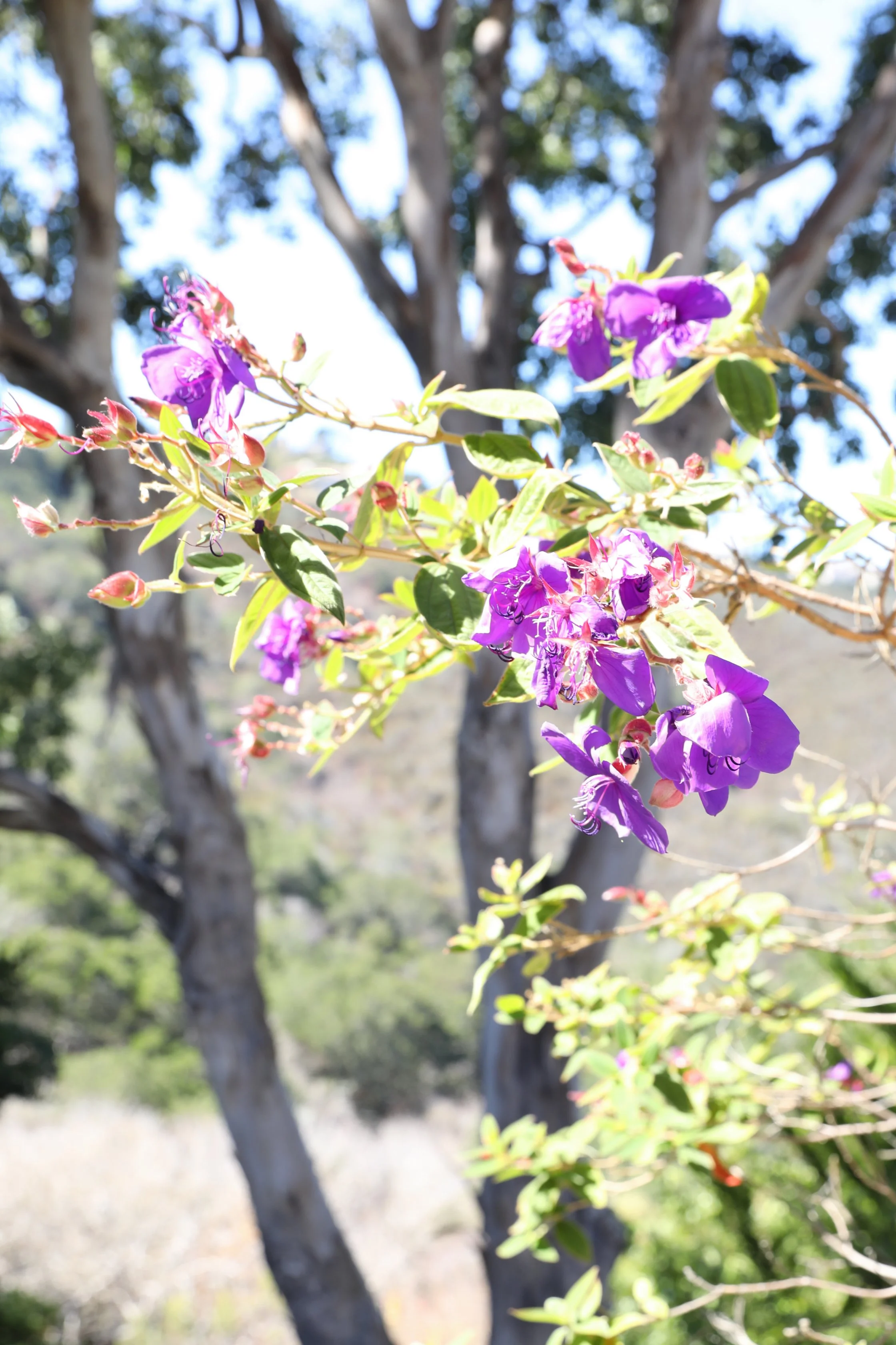 Blossoms symbolizing growth, renewal, and the holistic wisdom behind D*GLOW Consulting.