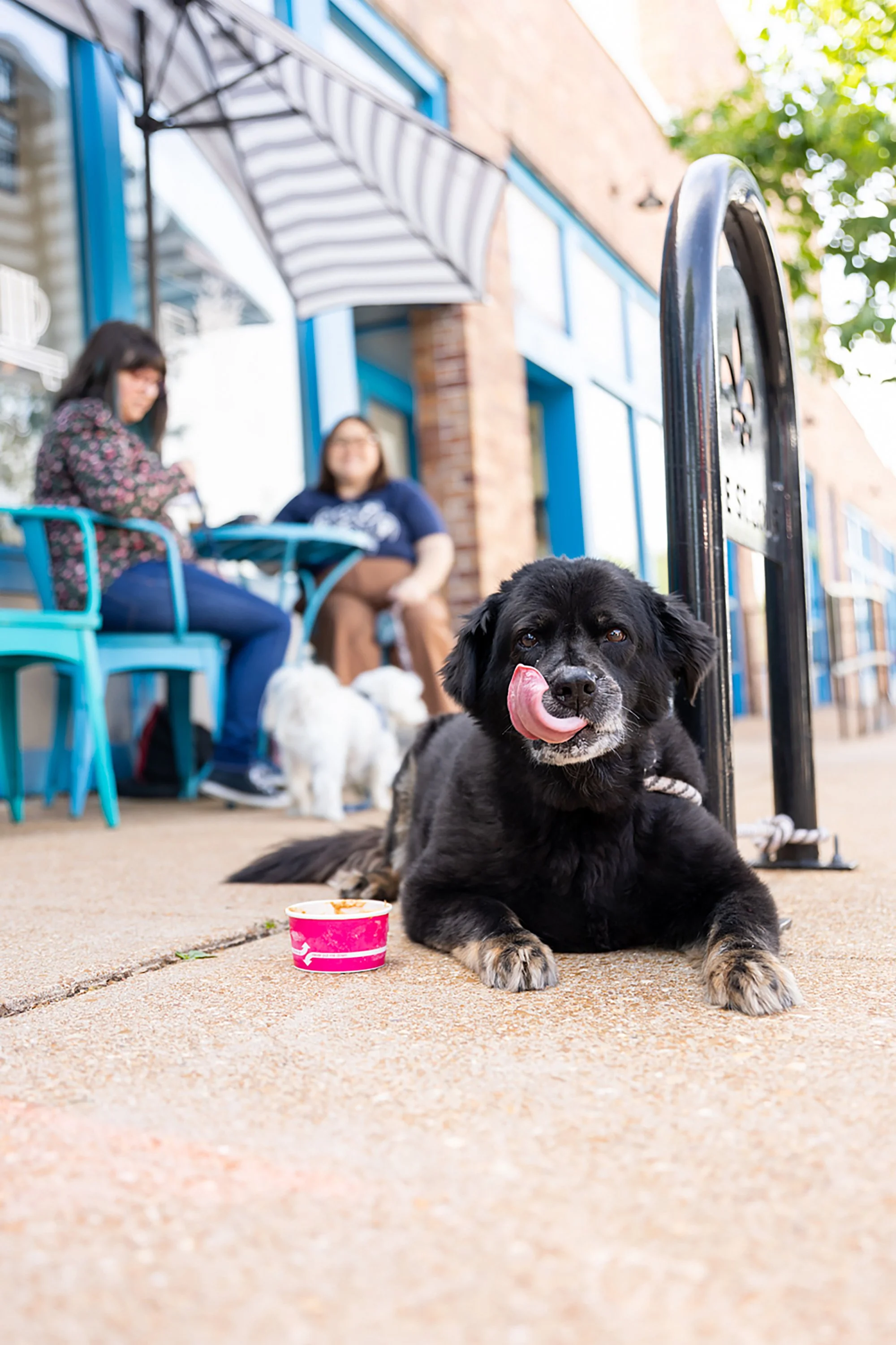 Black puppy lying on sidewalk with pink ice cream container, licking lips, outside cafe with two women seated at table and other dogs in the background.