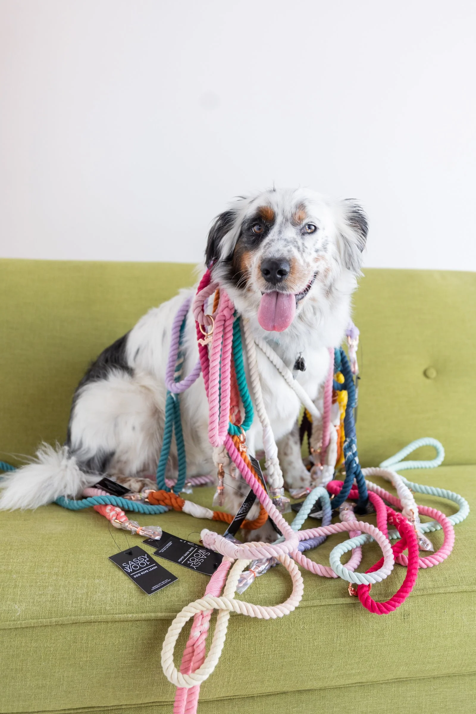 A happy Australian Shepherd dog sitting on a green couch, surrounded and covered with colorful rope leashes and tags.