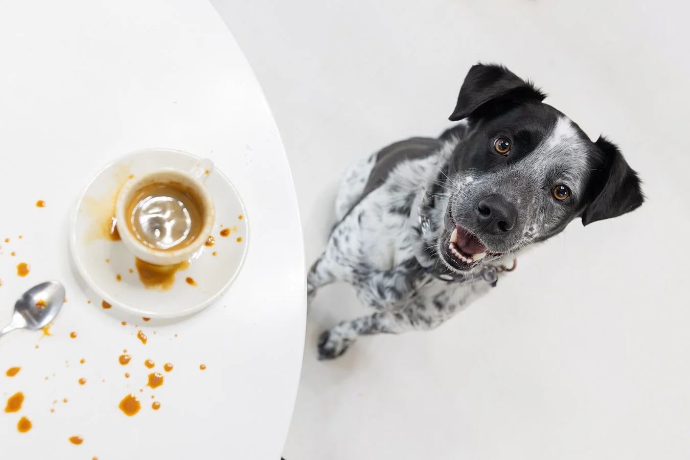 A happy black and white dog sitting beside a spilled cup of coffee on a white table.