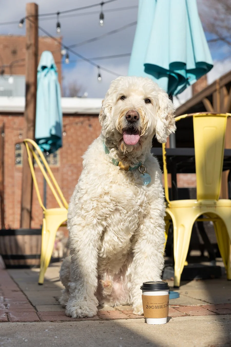 A fluffy, white Labradoodle dog sitting on a brick patio with a coffee cup in front of it, outdoors on a sunny day. There are yellow chairs, patio umbrellas, and string lights in the background.