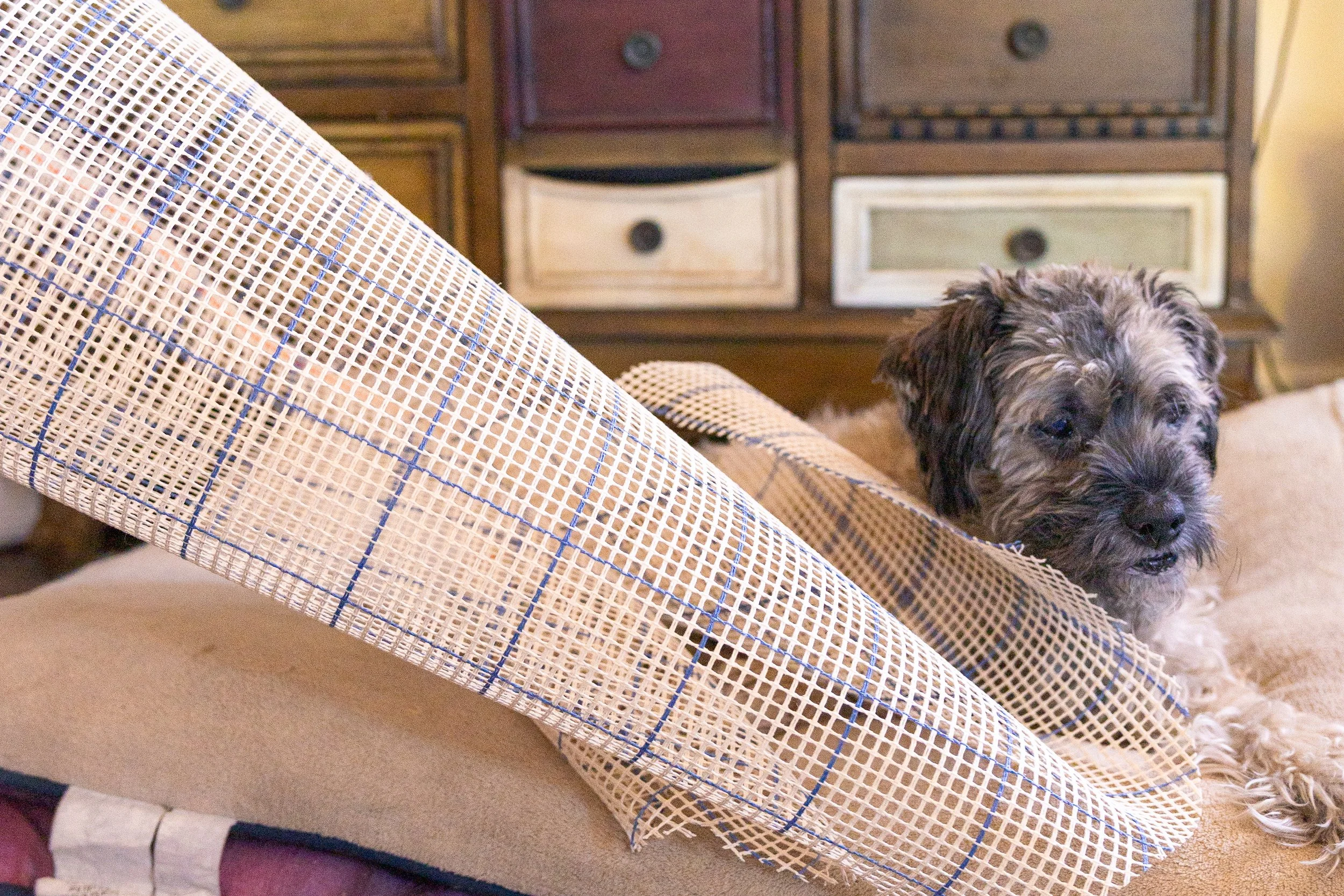 A small dog with curly, dark fur and light markings resting on a beige surface covered by a roll of plastic mesh fencing.