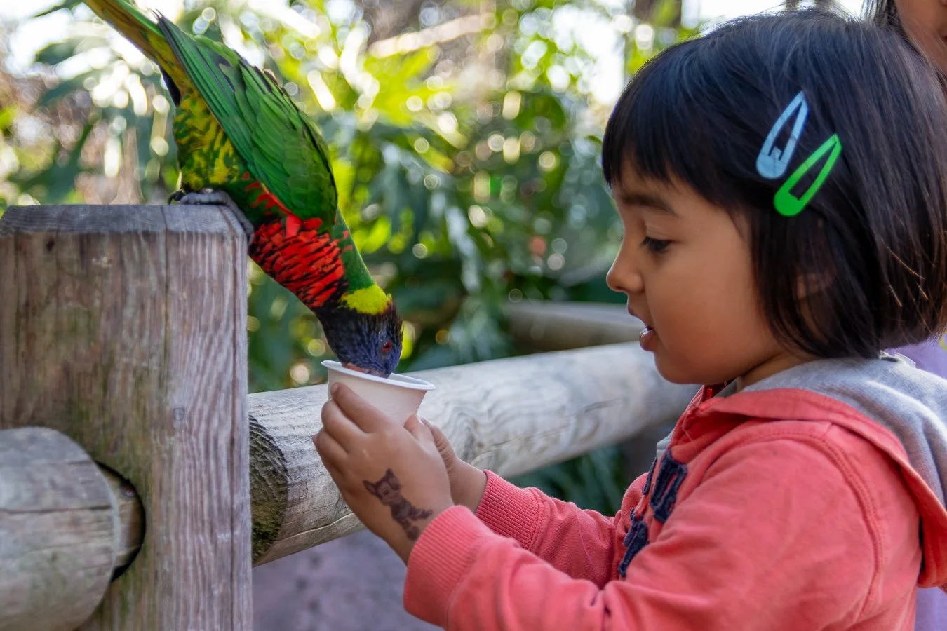 A young girl with dark hair and colorful hair clips holds a cup of food for a rainbow lorikeet on a wooden railing in a lush outdoor setting.